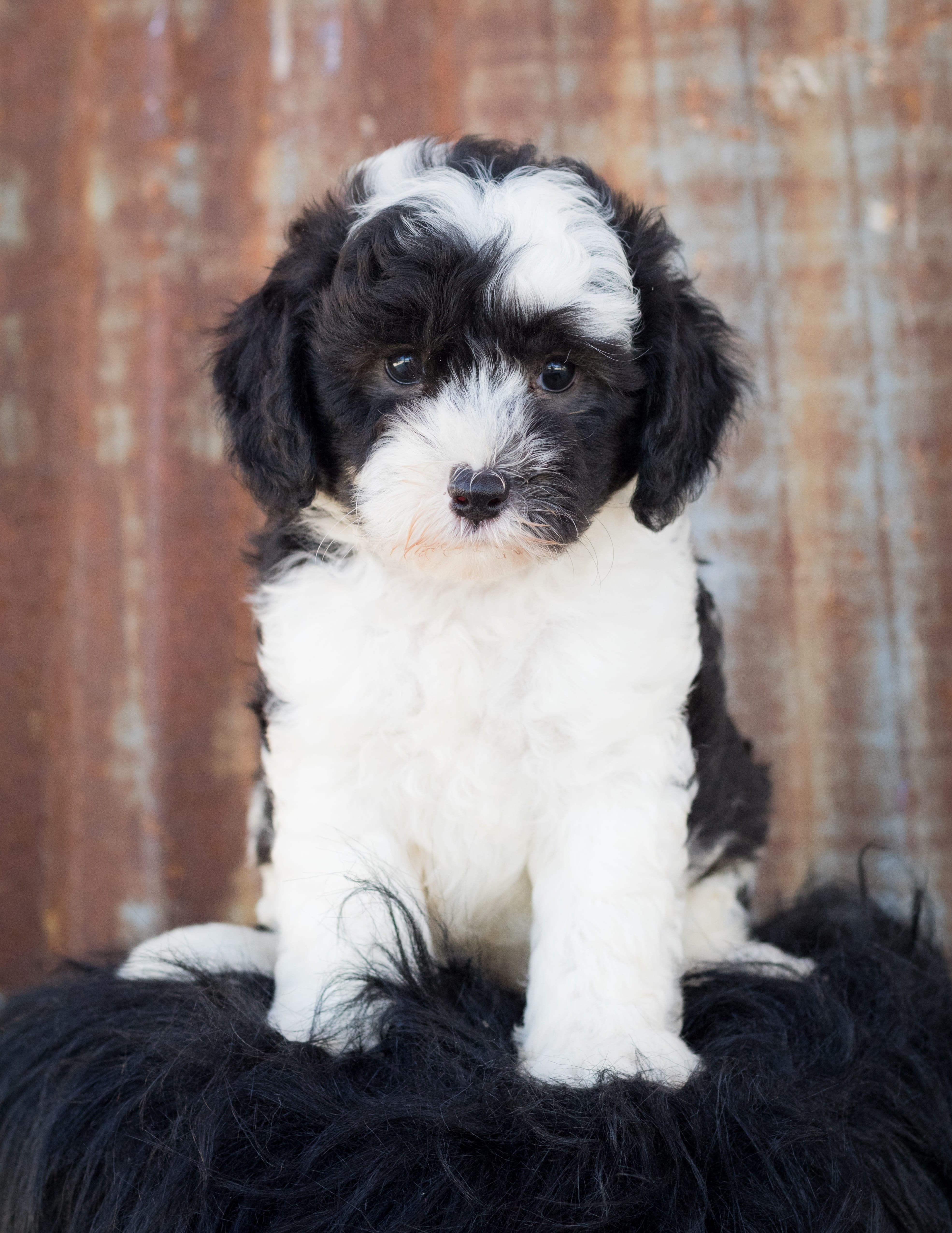vertebrate, pet, looking at camera, puppy, pets, animal themes, domestic animals, domestic, one animal, young animal, canine, portrait, cute, indoors, poodle, Phone HD Wallpaper