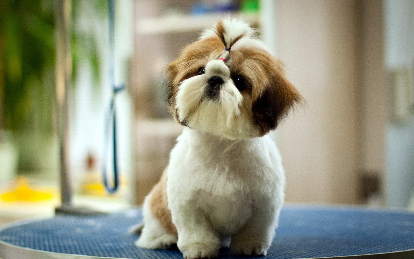 720P, fluffy, pet, cute, dog, puppy, HD Wallpaper