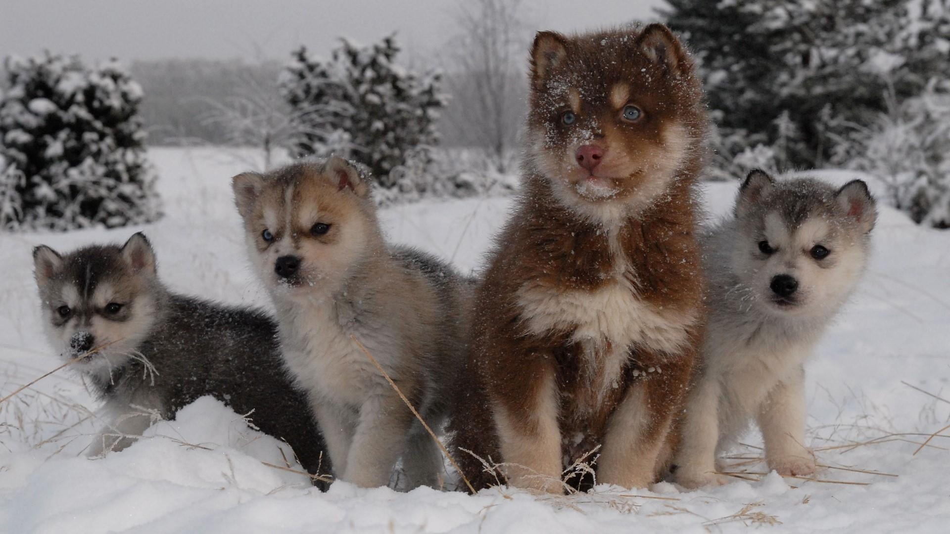 mammal, puppies, group of animals, vertebrate, no people, nature, winter, animal, doggie, husky, focus on foreground, day, domestic animals, 1080P, field, HD Wallpaper