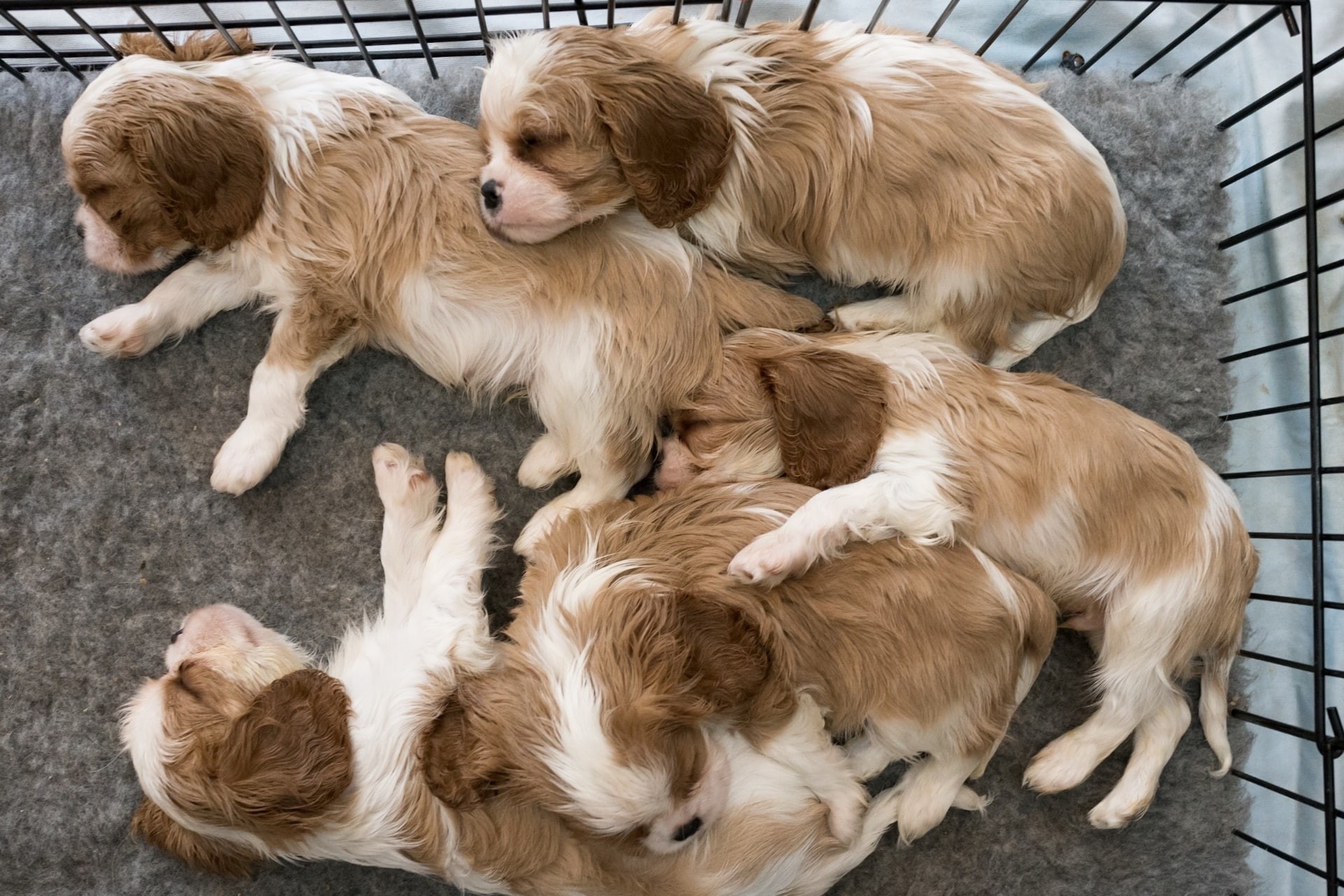 domestic, high angle view, relaxation, animal family, day, young animal, 1080P, togetherness, sleeping, puppy, puppies, dog, canine, animal themes, group of animals, HD Wallpaper