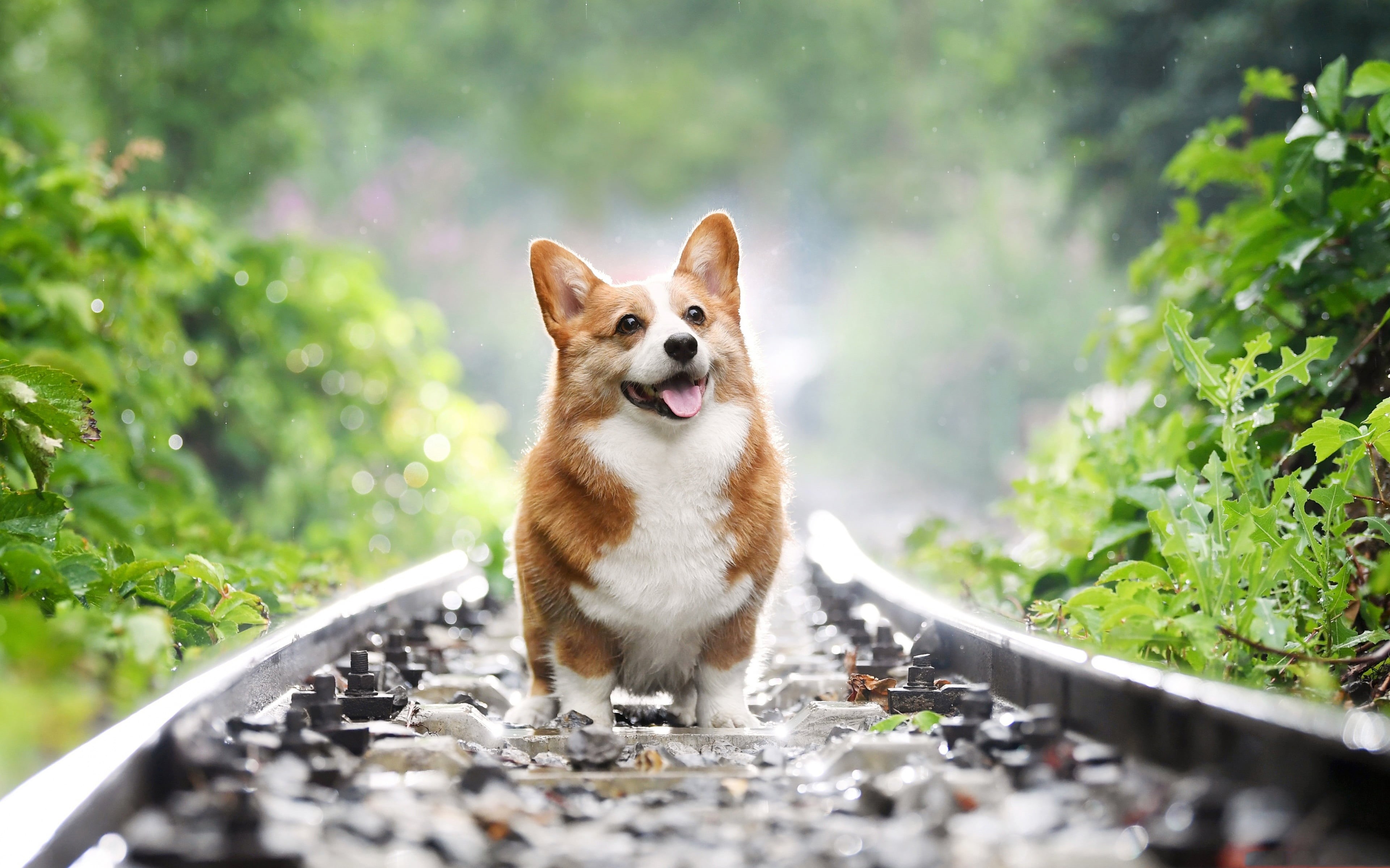 shepherd, Wales, dog, Welsh Corgi, 4K, HD Wallpaper