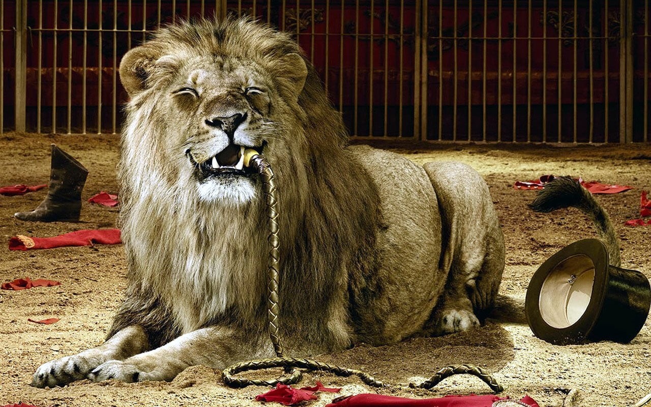 outdoors, domestic animals, animal wildlife, brown, no people, eating, cages, 720P, circus, top hat, lion, sitting, feline, pets, cat, dark humor, cage, HD Wallpaper