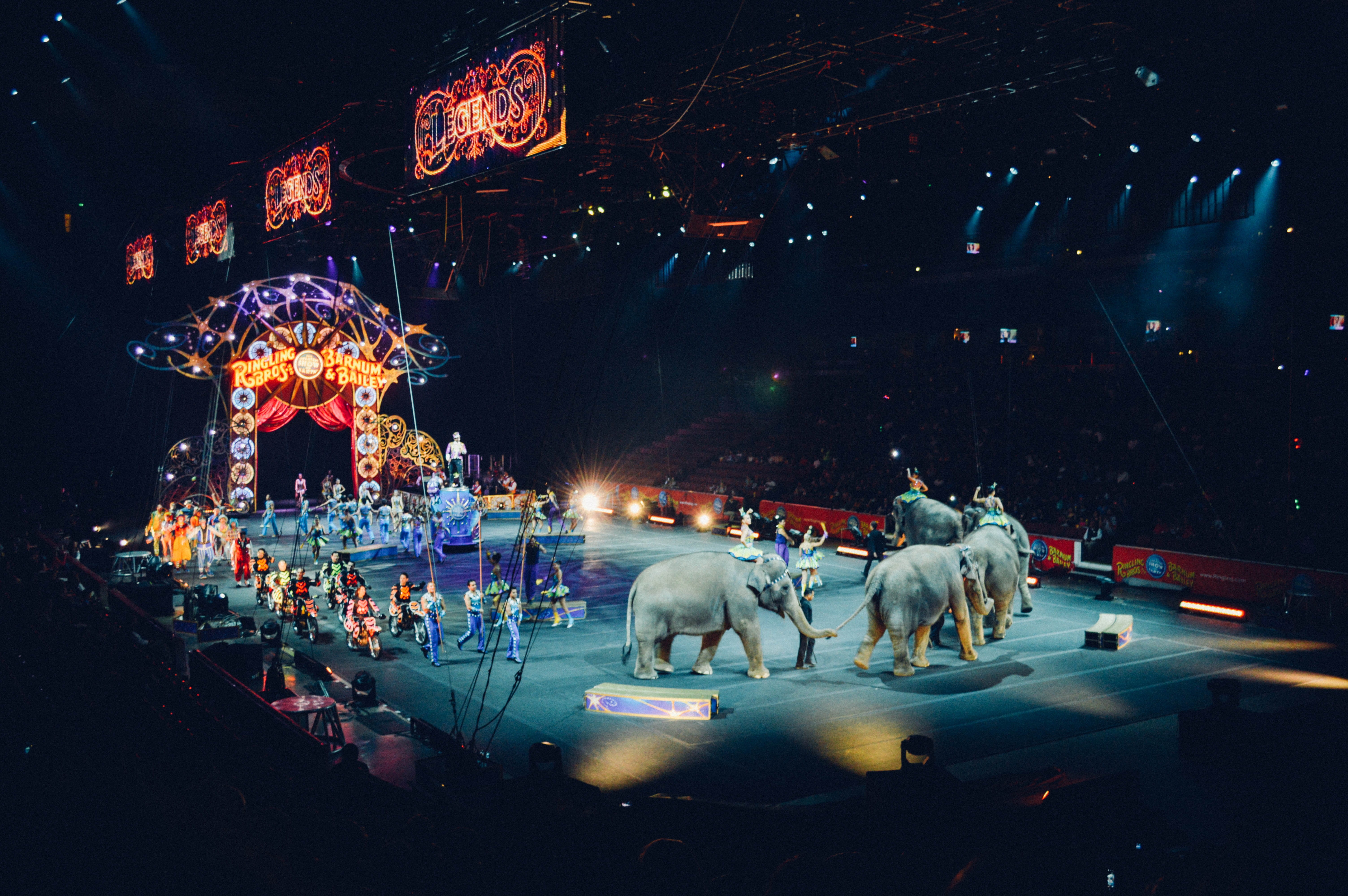 pets, tent, urban Scene, reindeer, elephant, street, representation, domestic animals, city Life, mammal, animal representation, transportation, fair, group, HD Wallpaper