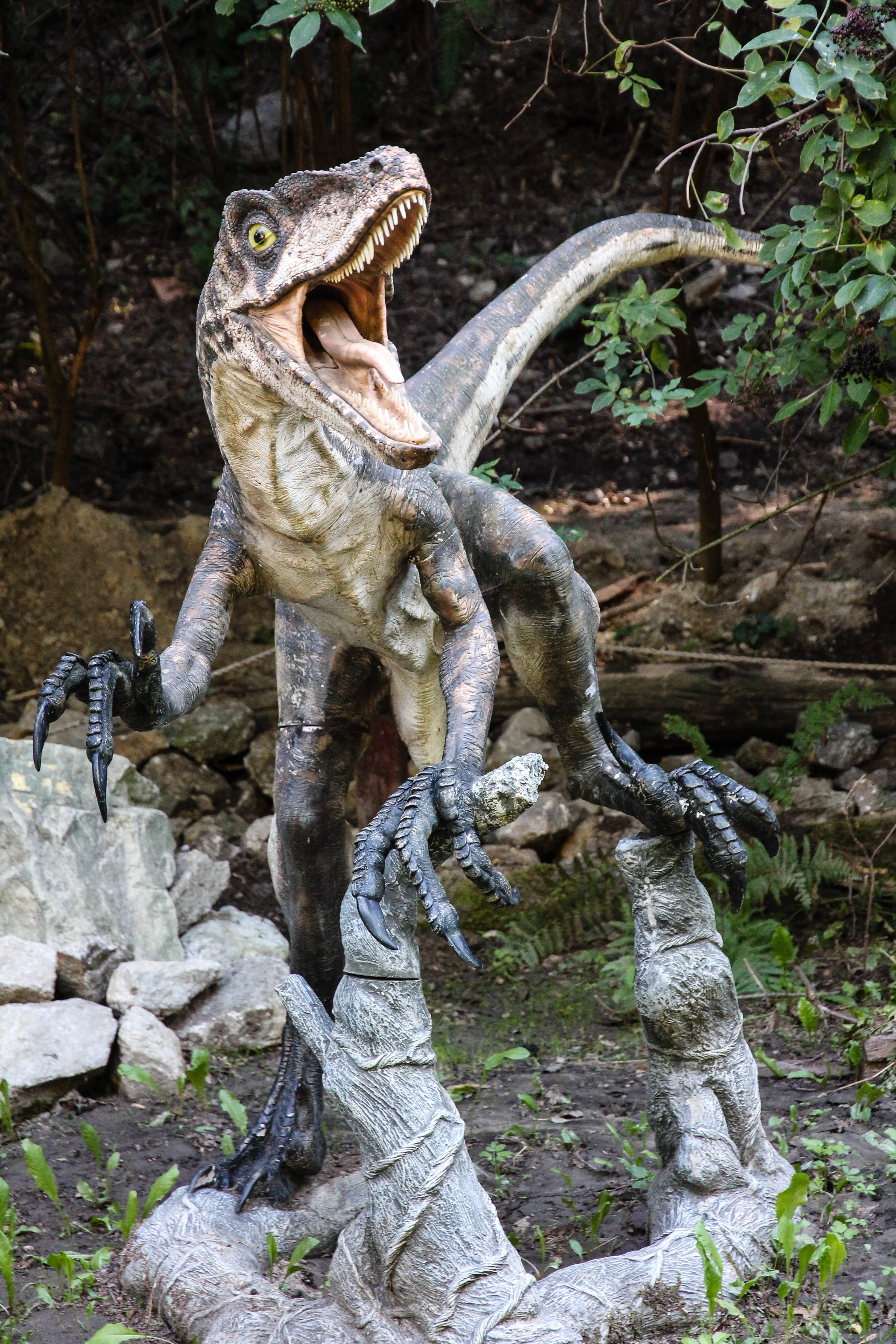 animals in the wild, rock - object, one animal, outdoors, vertebrate, 5K, solid, velociraptor, dinosaur, animal wildlife, lizard, forest, day, mammal, Phone HD Wallpaper