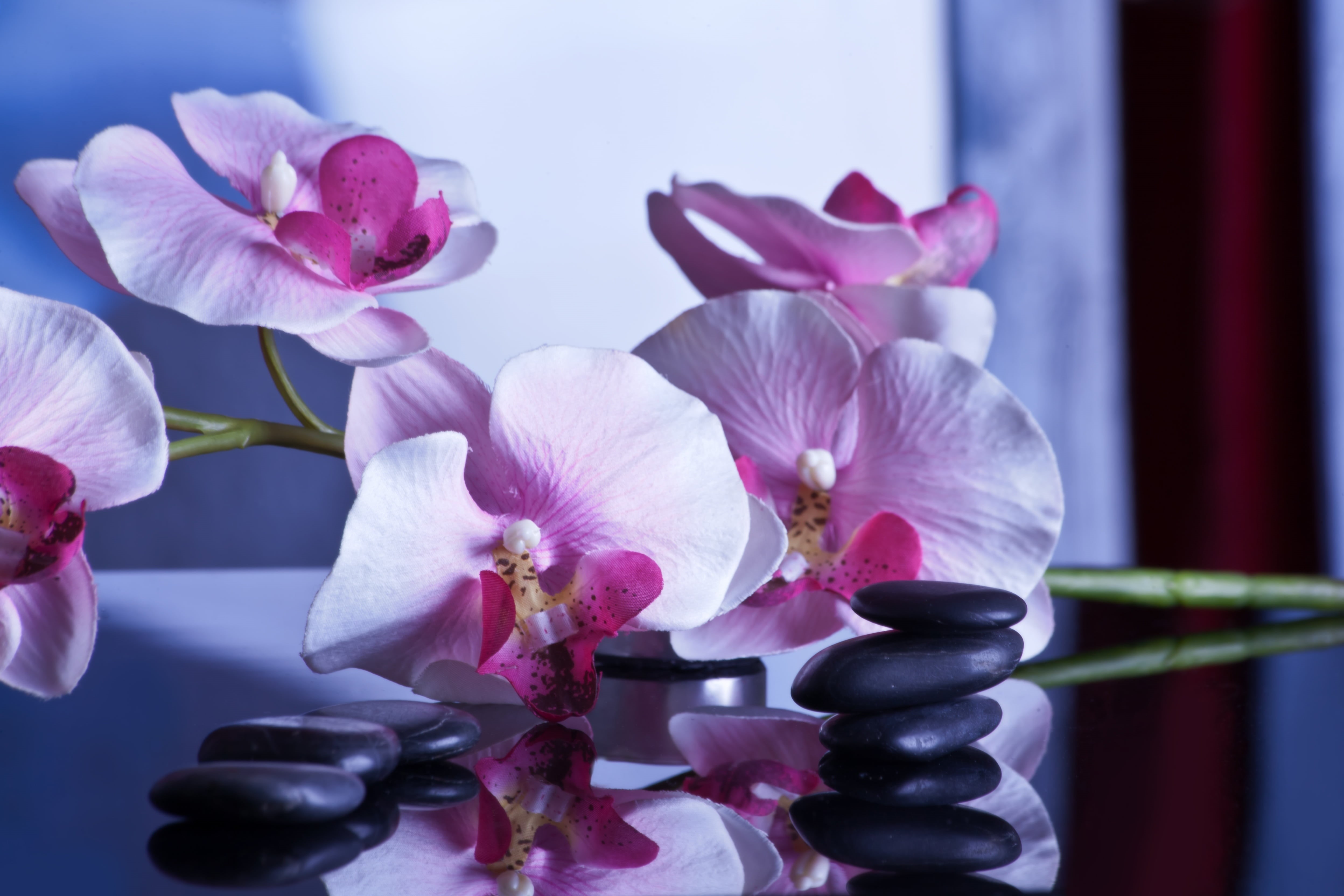 nature, relaxing, fragility, selective focus, massage, flowers, inflorescence, flower arrangement, stones, petal, luxury, focus on foreground, no people, HD Wallpaper