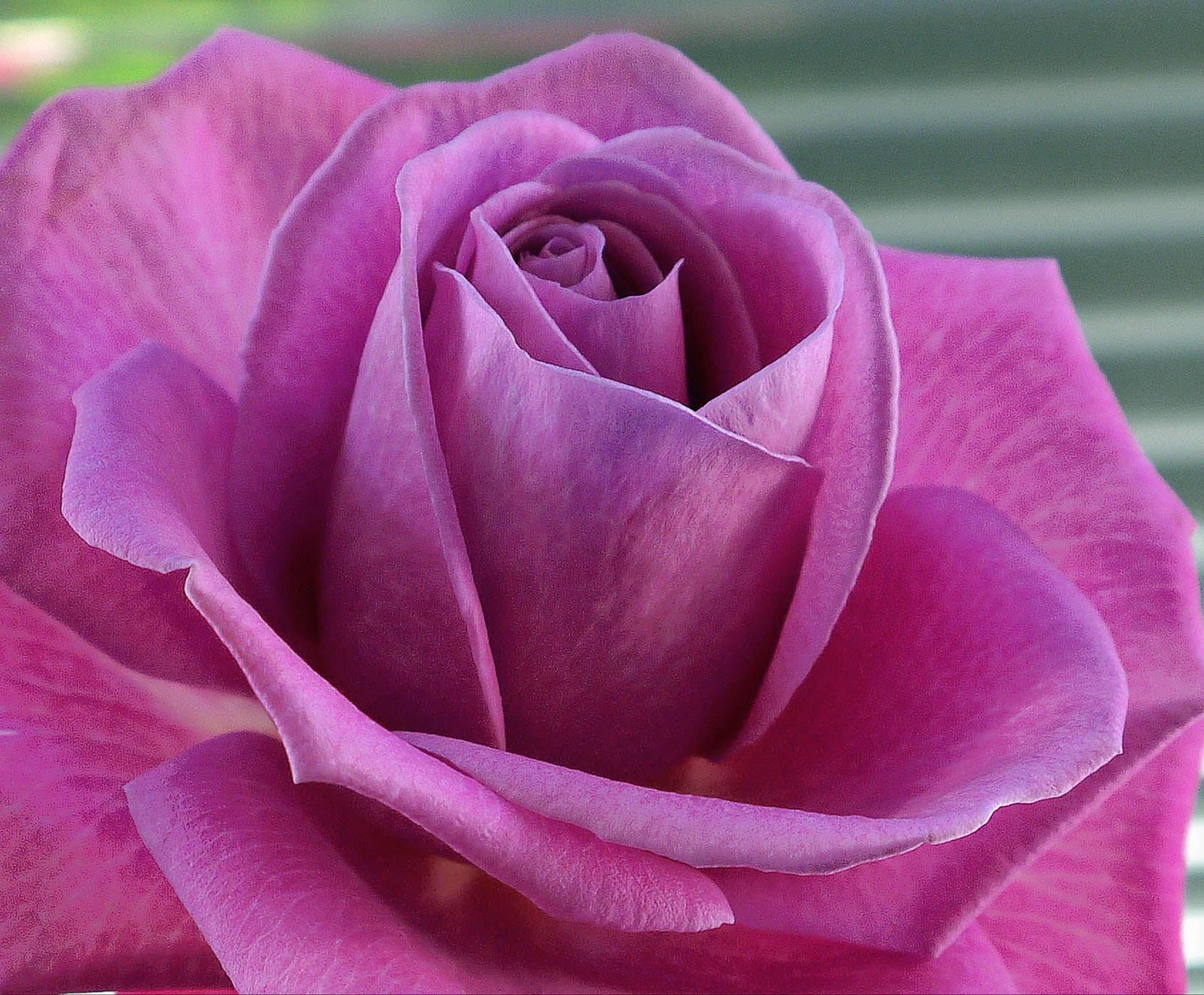 Purple, Rose  red, Vaas, petal, nature, bokeh, freshness, Nottingham, botany, beauty In Nature, flower Head, pink Color, red, summer, plant, 720P, close-up, HD Wallpaper