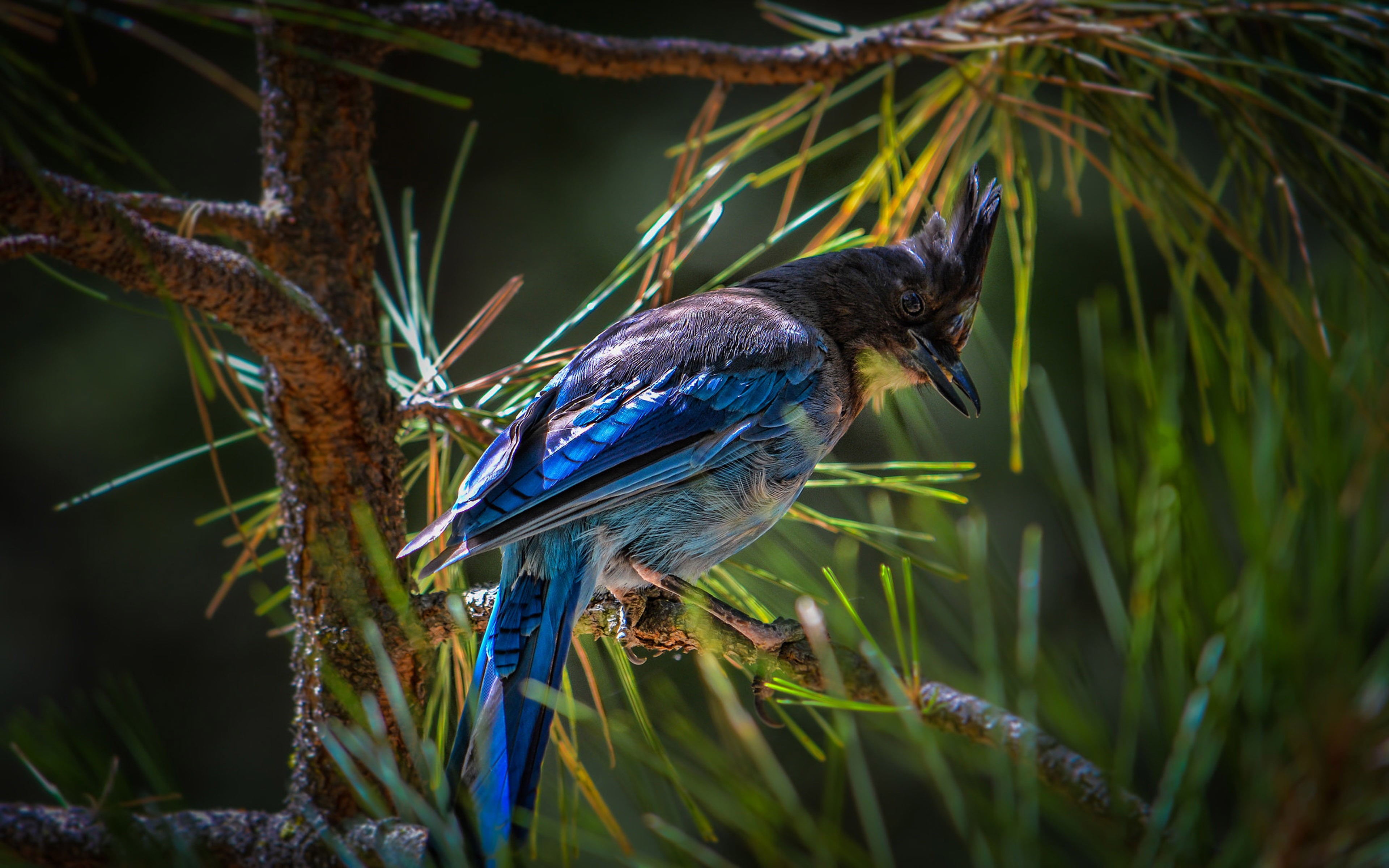 beauty in nature, outdoors, no people, day, animal, animals in the wild, focus on foreground, vertebrate, scientific, corvidae, cristata, tree, selective focus, HD Wallpaper