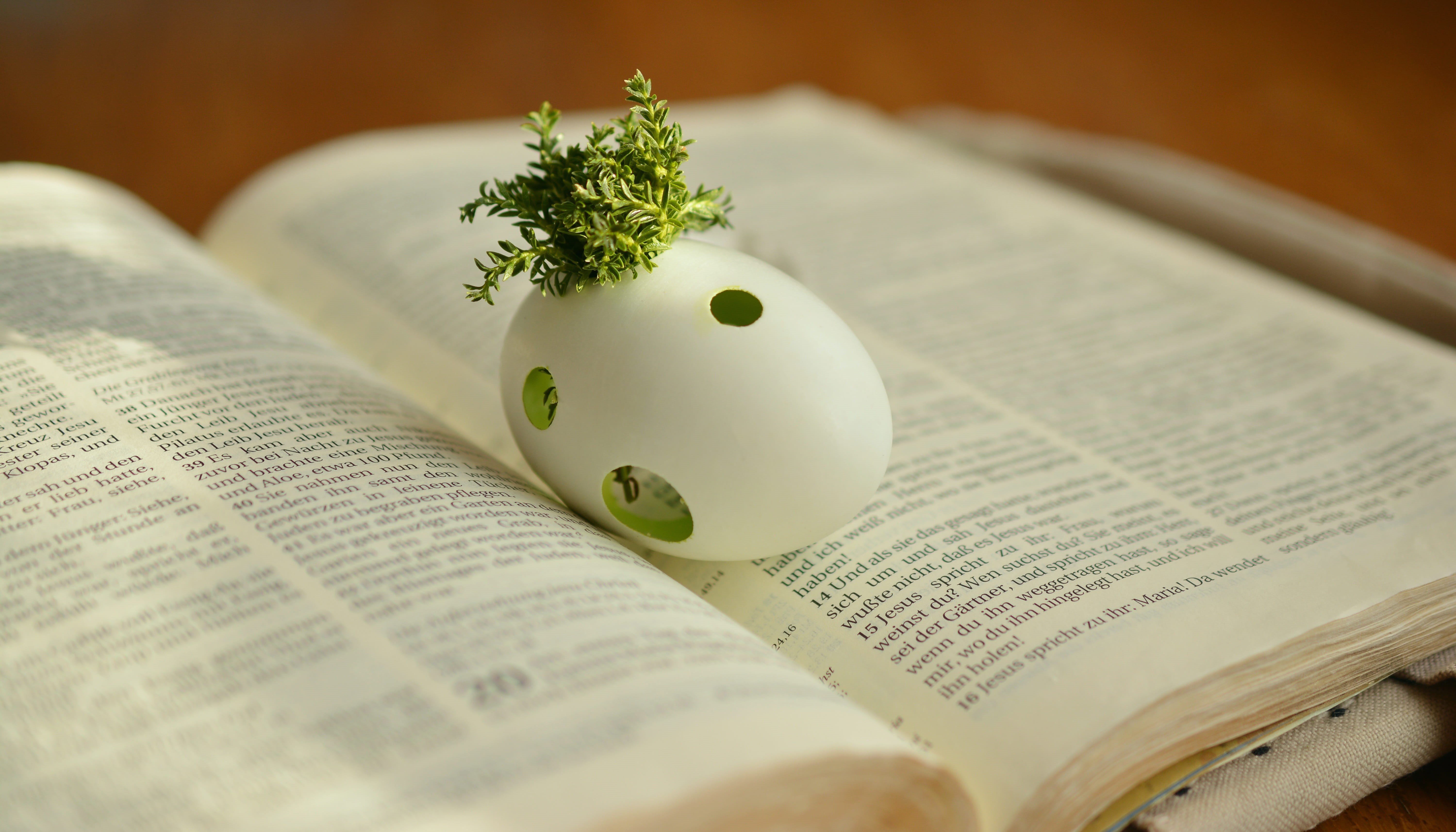 shell, close-up, egg, gospel, religion, investment, leaves, paper, live, arts culture and entertainment, hope, redemption, christ, business, plant, still life, HD Wallpaper