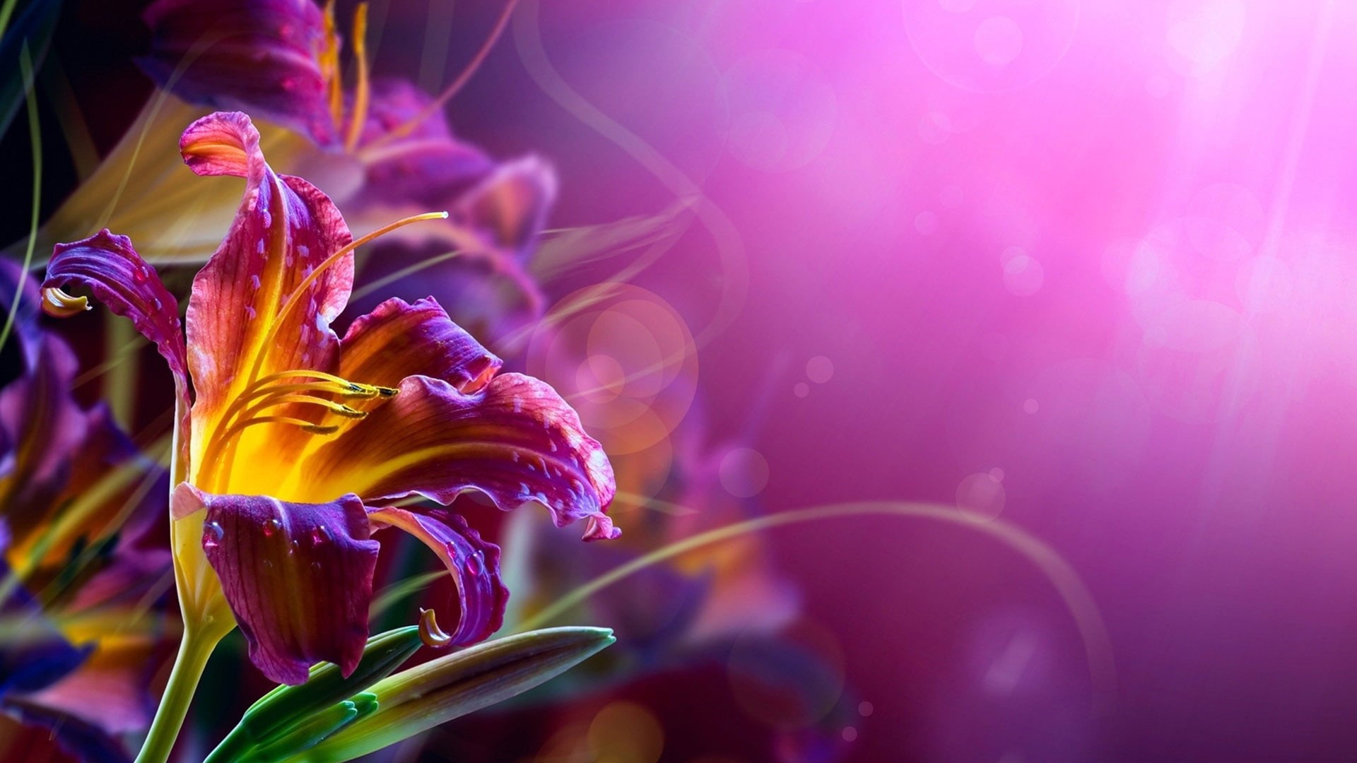 plant, flowering plant, close-up, freshness, summer, purple, petal, graphic, beauty in nature, no people, pink color, ornament, spring, love, card, bloom, HD Wallpaper