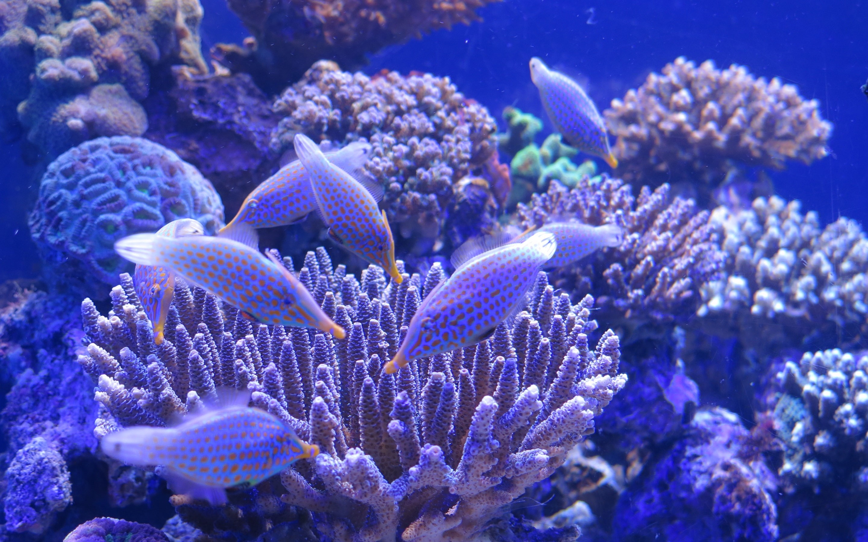 Aquarium, Fish, 2K, Coral, Blue, HD Wallpaper