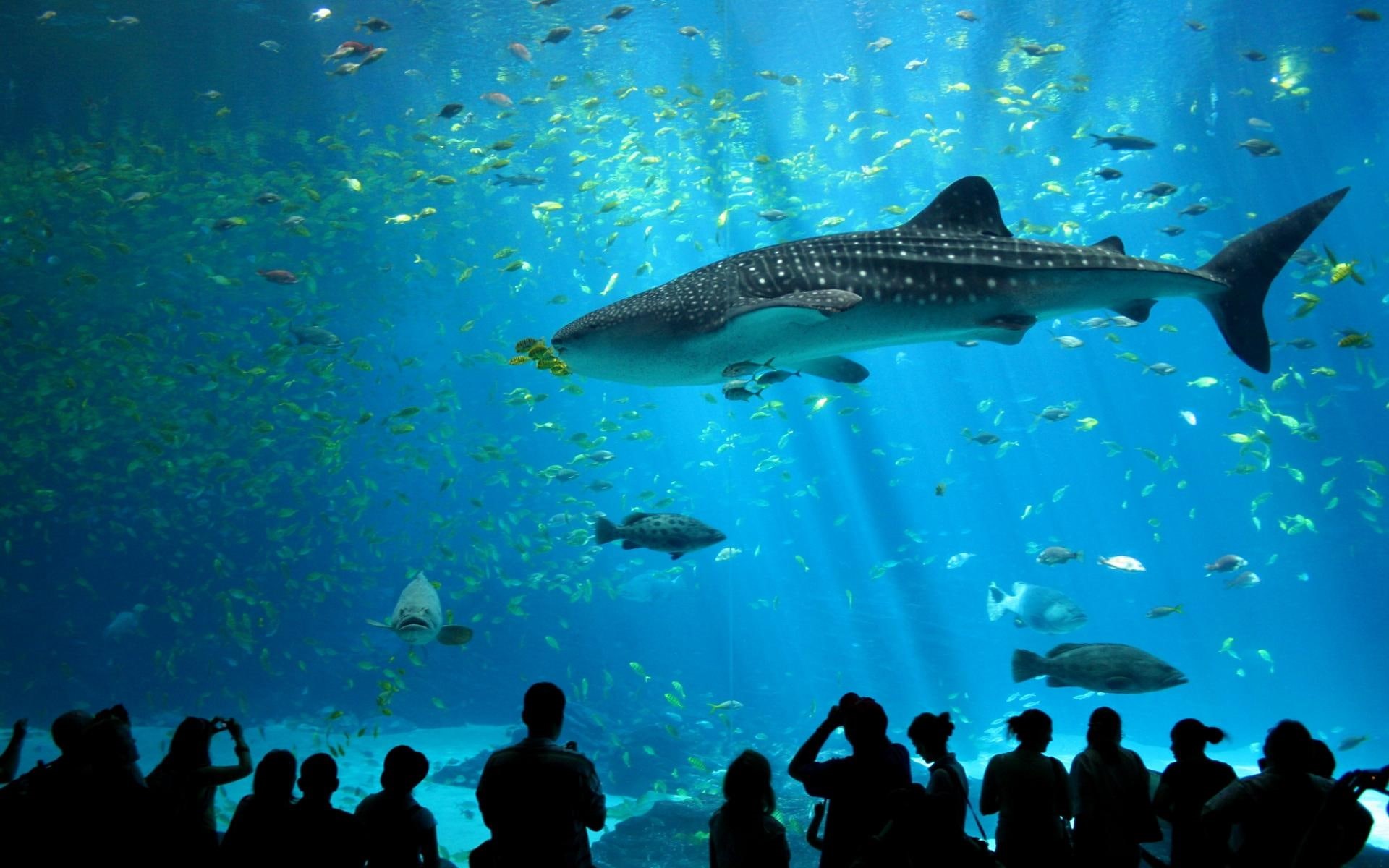 aquarium, cold, whale, fishes, fish, dreamy, male, shark, depths, blue, 1080P, picture, animal, georgia, nice, black, HD Wallpaper