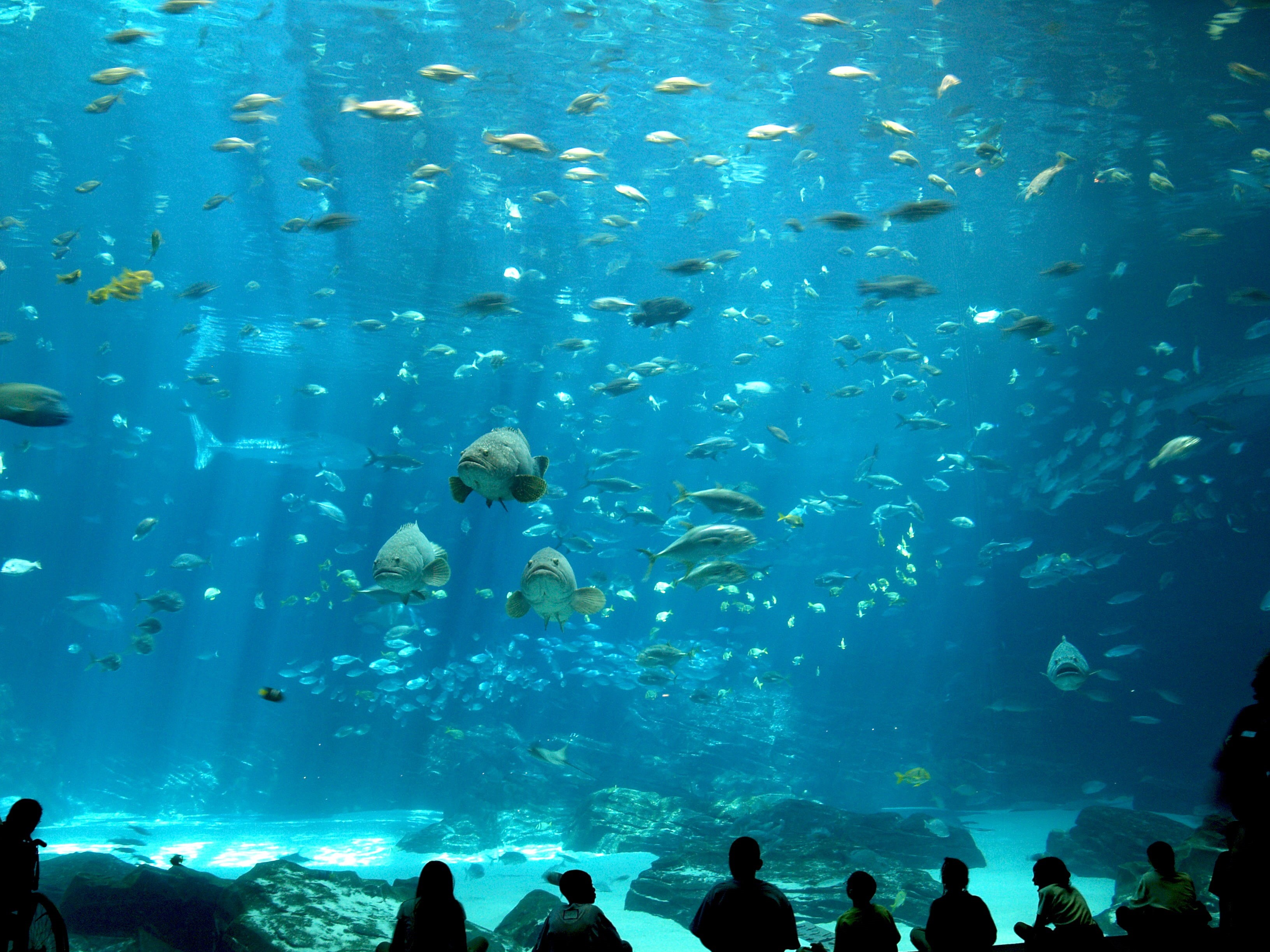 sea, undersea, grey, animal themes, school, tank, real people, fish, animal wildlife, group of animals, animals in captivity, watching, underwater, animal, HD Wallpaper