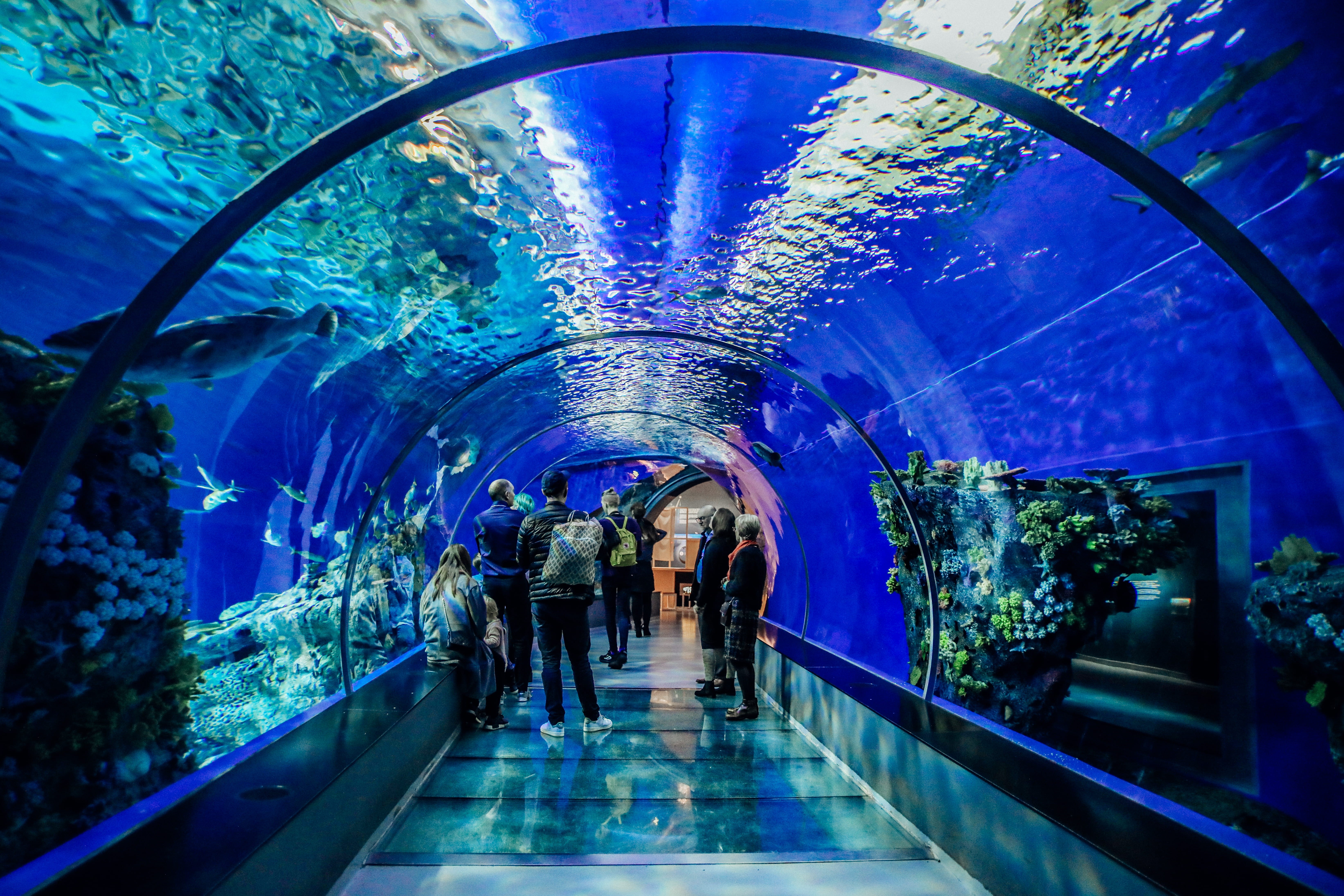 walking, reflection, group of people, real people, rear view, direction, water, tunnel, people, incidental people, aquarium, ceiling, indoors, adult, inside, HD Wallpaper