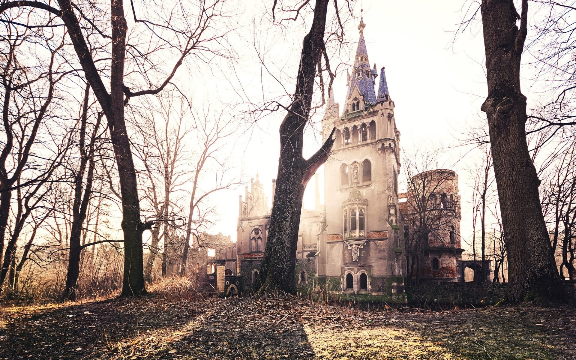 belief, branch, sky, near, old building, built structure, trees, tree trunk, Gothic architecture, history, old, day, architecture, religion, no people, HD Wallpaper