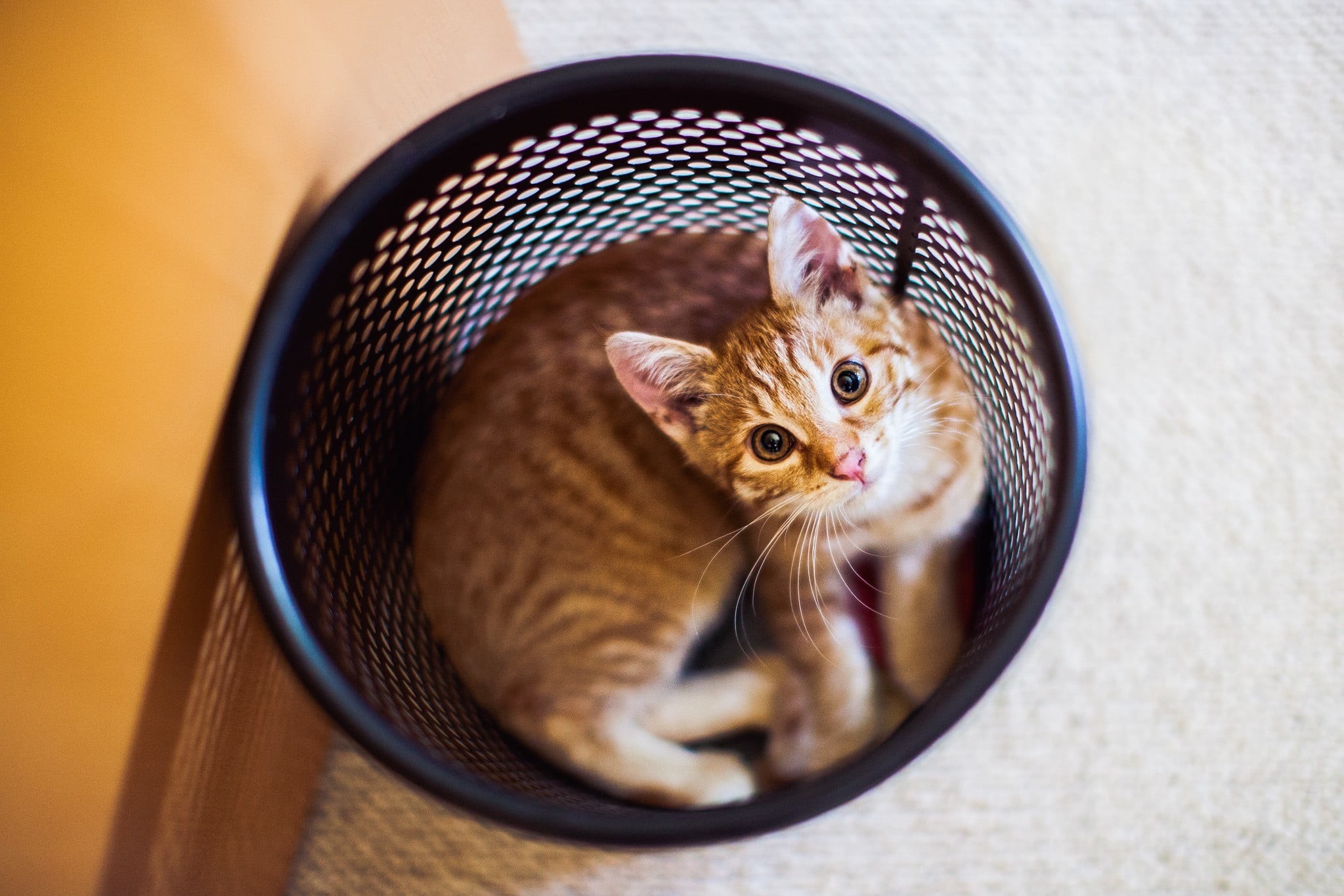 portrait, indoors, no people, cat, vertebrate, mammal, domestic cat, 1080P, animal, high angle view, tabby, kitten, domestic, animal themes, whisker, domestic animals, HD Wallpaper