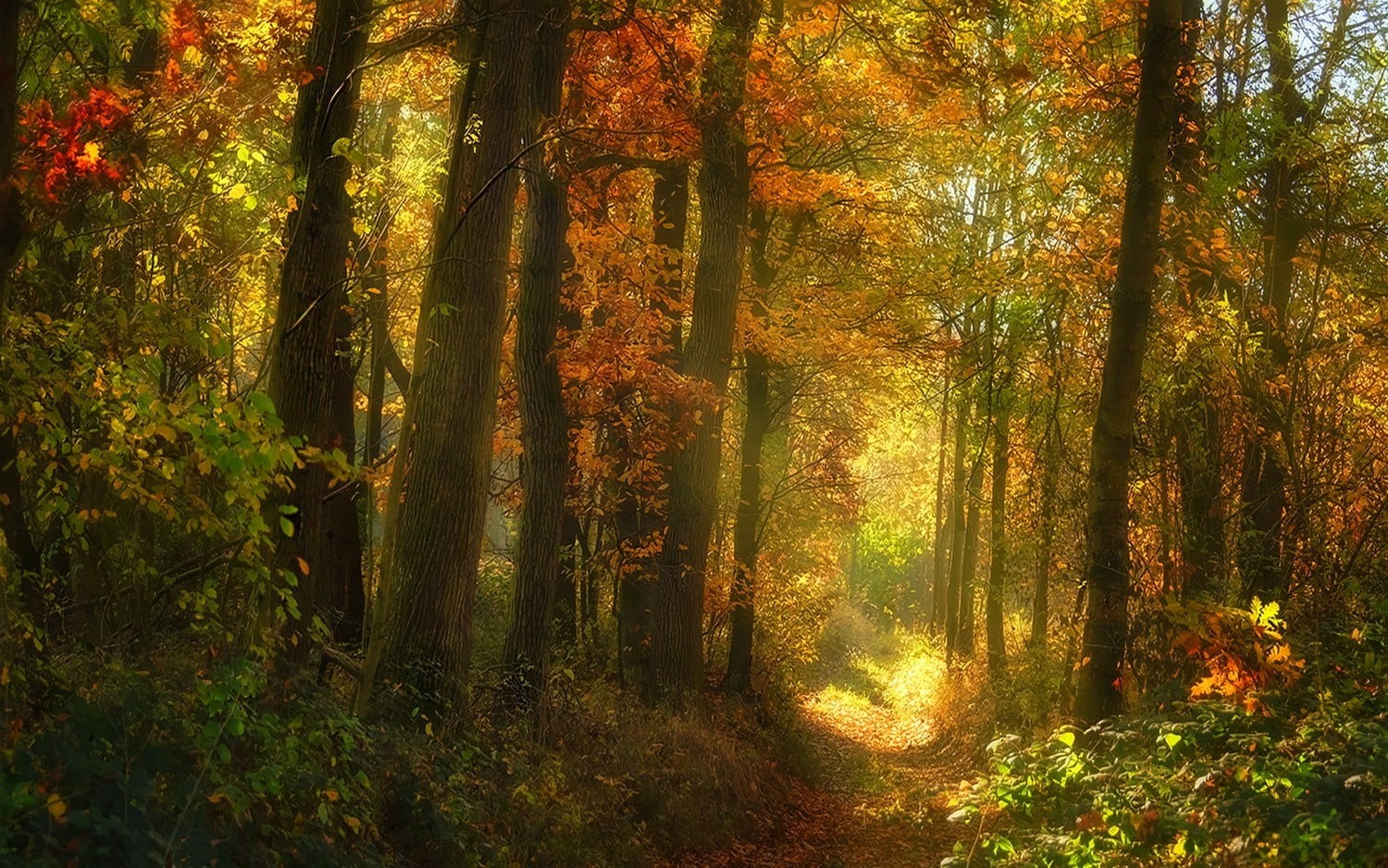 sunlight, no people, outdoors, 720P, orange color, non-urban scene, autumn, shrubs, beauty in nature, leaves, trunk, rug, floral, growth, fall, tranquility, HD Wallpaper