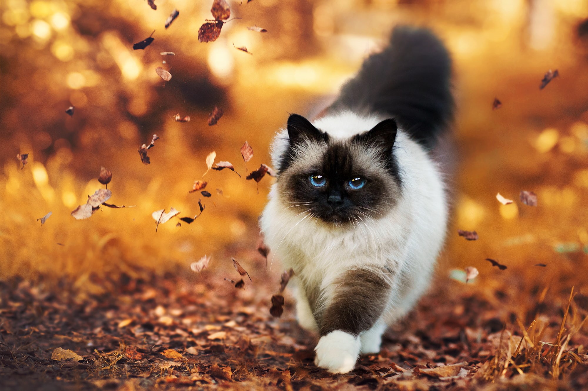 Cat, Animal, Blue Eyes, 1080P, Nature, Cats, Himalayan Cat, Earth, HD Wallpaper