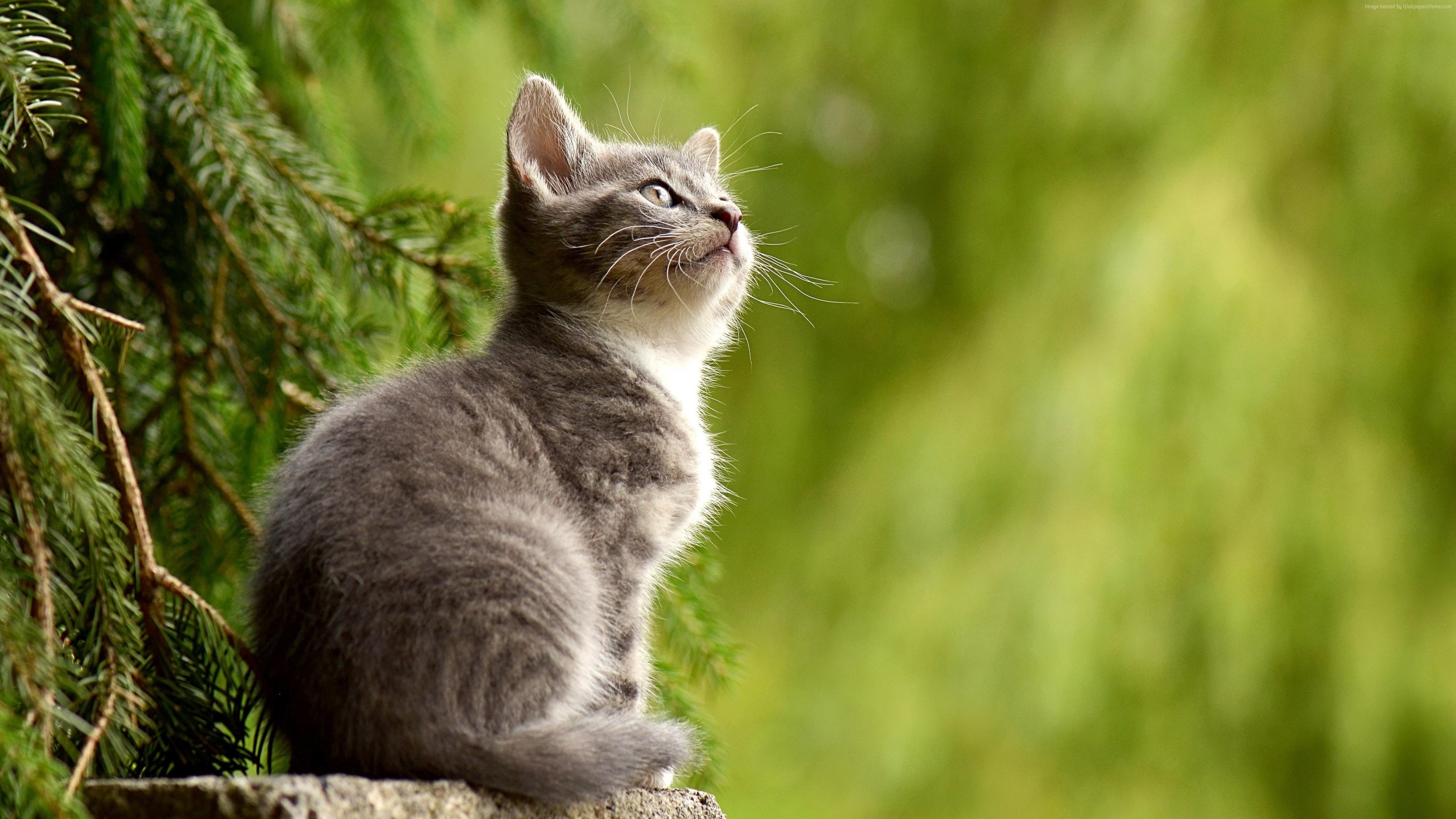 cat, 4K, 4K, kitten, cute, HD Wallpaper