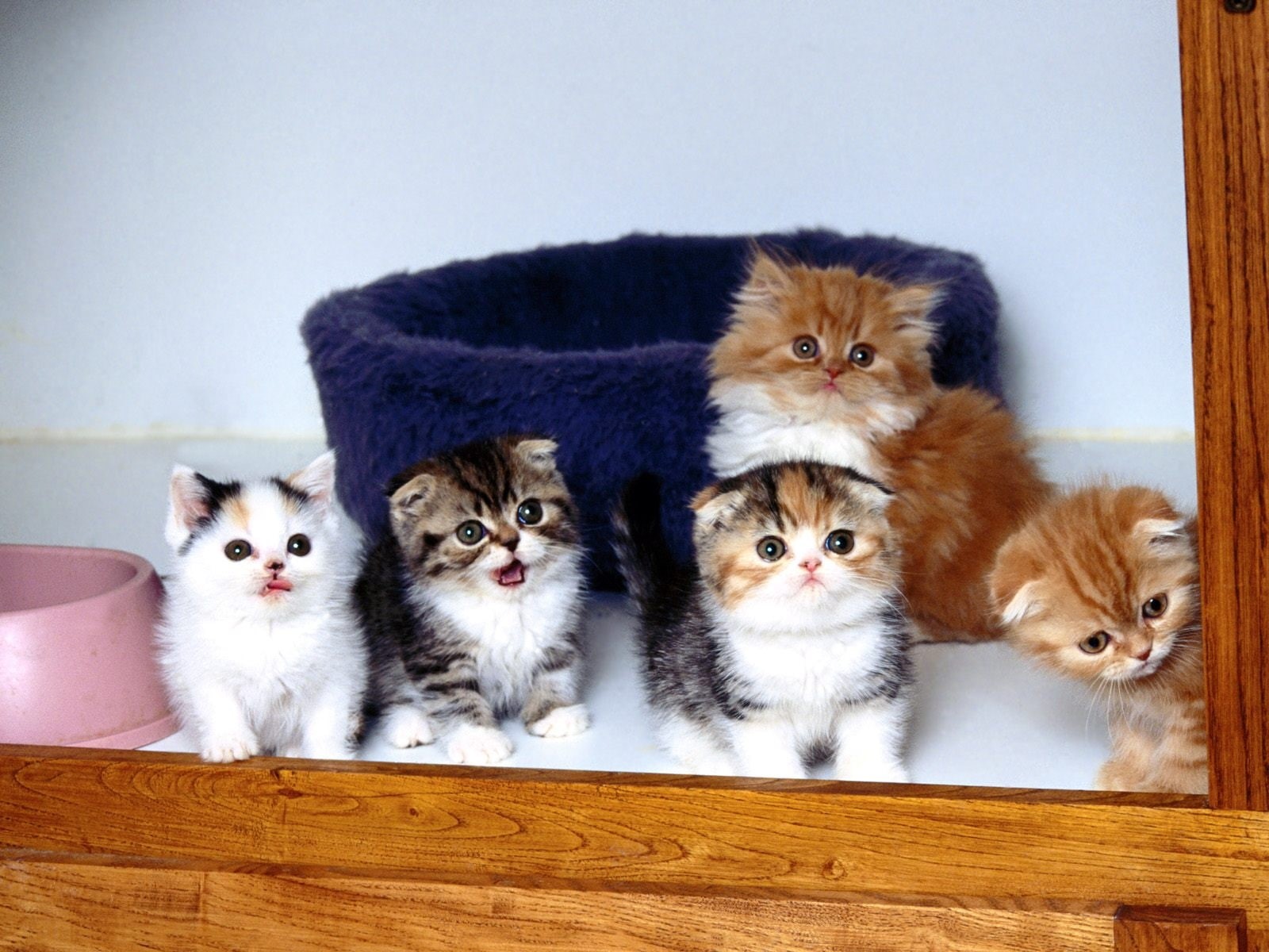 cute, kitten, animals, kittens, hd, cat, 720P, animal, lovely, persian, five, window, HD Wallpaper