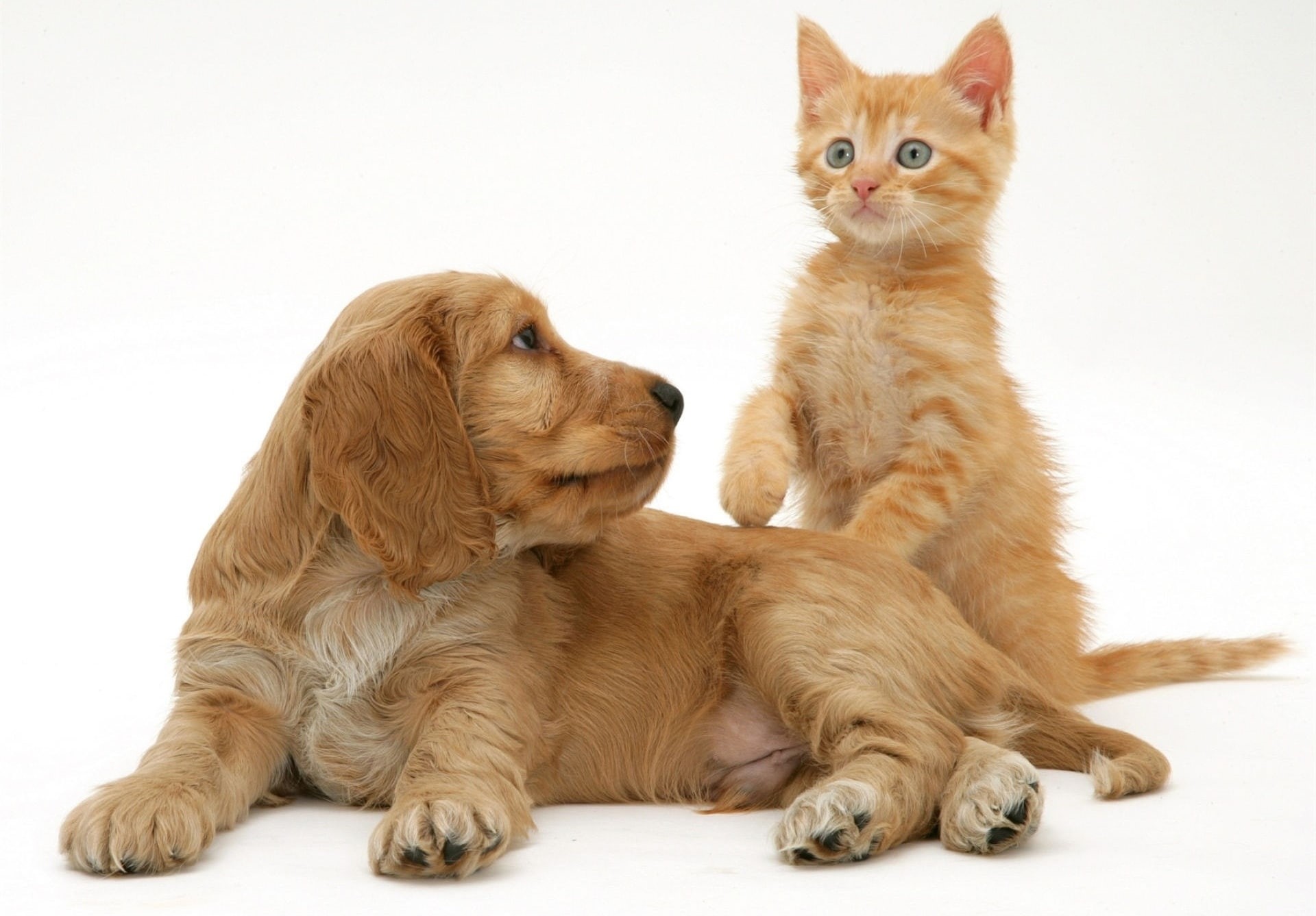 Animal, pets, feline, young animal, domestic, cute, 1080P, white background, two animals, kitten, domestic animals, group of animals, cat, animal family, HD Wallpaper