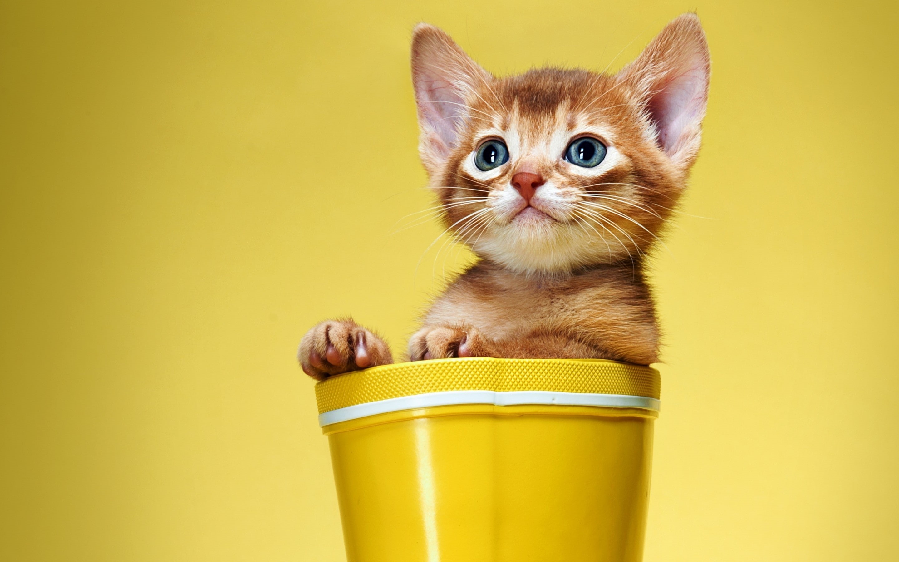 tabby, cute, funny, kitten, kitty, 2K, orange, sweet, HD Wallpaper