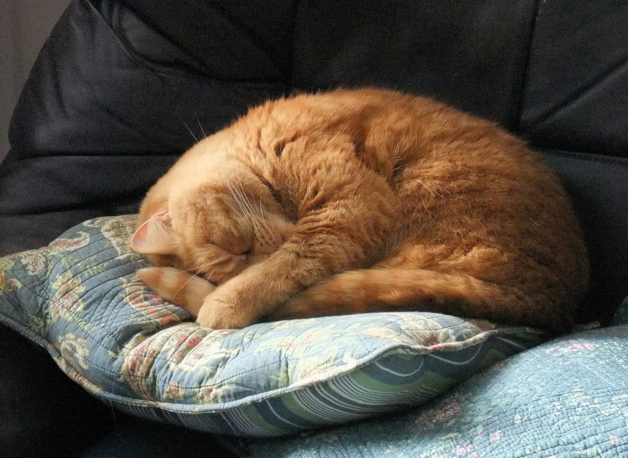 kitten, domestic Animals, animal, 1080P, cat, domestic Cat, orange, feline, tabby, pets, sleeping, cute, HD Wallpaper