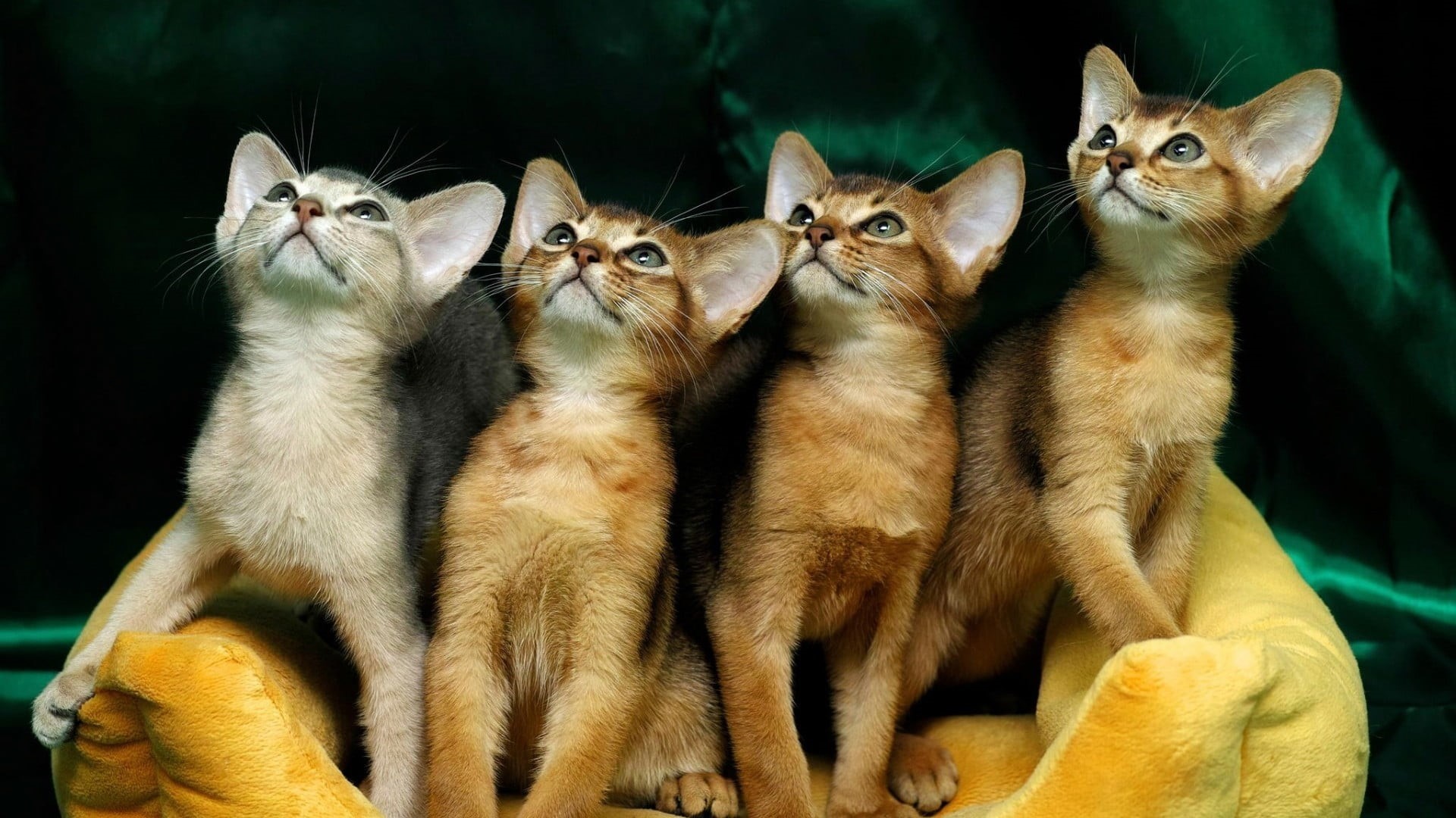 whisker, animal family, animals, eye, whiskers, feline, baby, hair, staring, sitting, adorable, face, looking, close-up, nose, young animal, cute, playful, HD Wallpaper