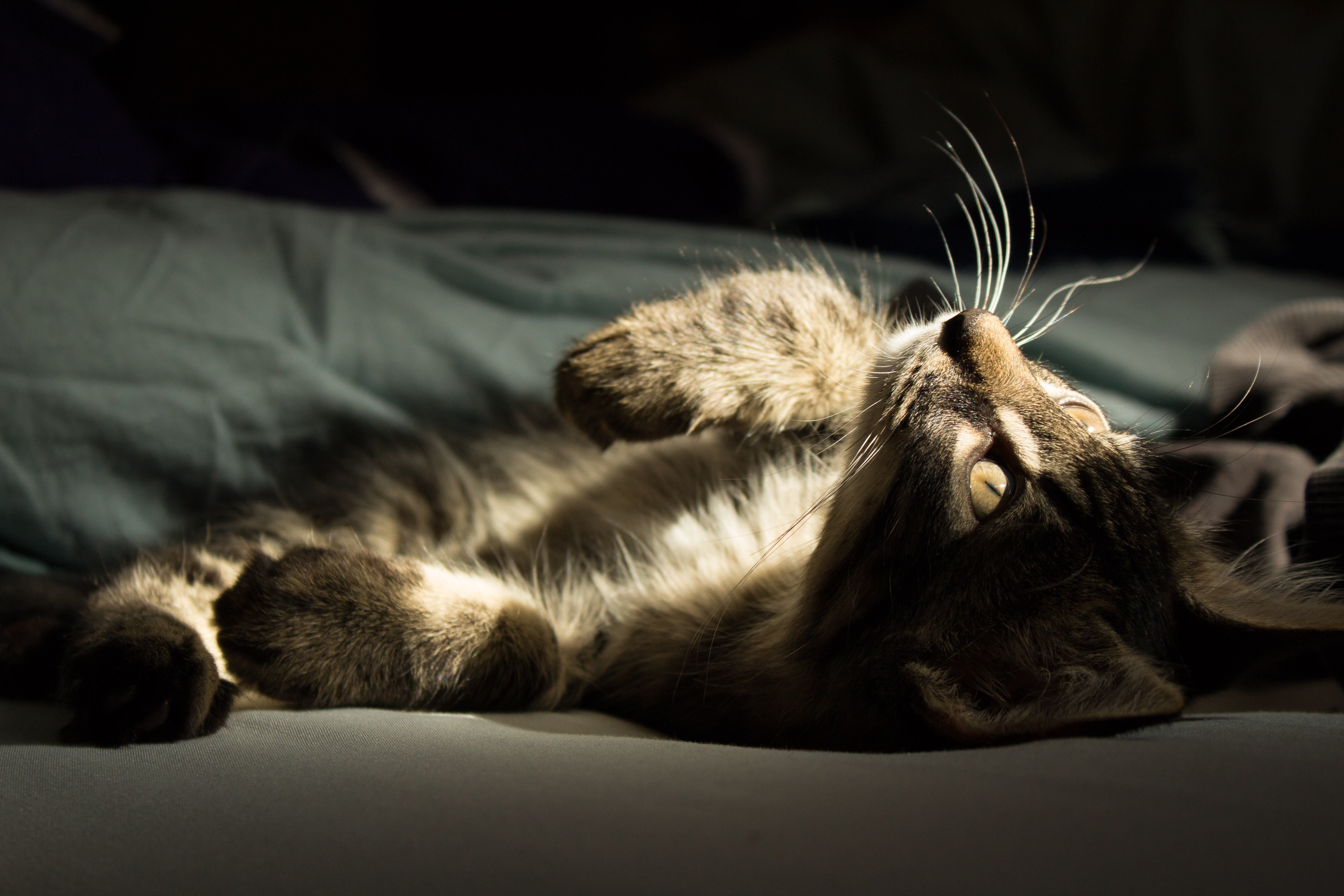 kitten, paws, gray, black and gray, furry, domestic Animals, snuggle, fuzzy, sunlight, light, mammal, fur, feline, cute, animal, bed, domestic Cat, black, HD Wallpaper