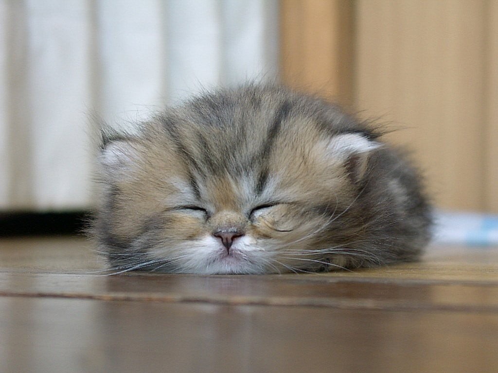 animals, persian cat, animal eye, kitten, sleeping, persian, mammal, napping, cat, domestic animals, brown, close-up, domestic, tired, indoors, no people, HD Wallpaper