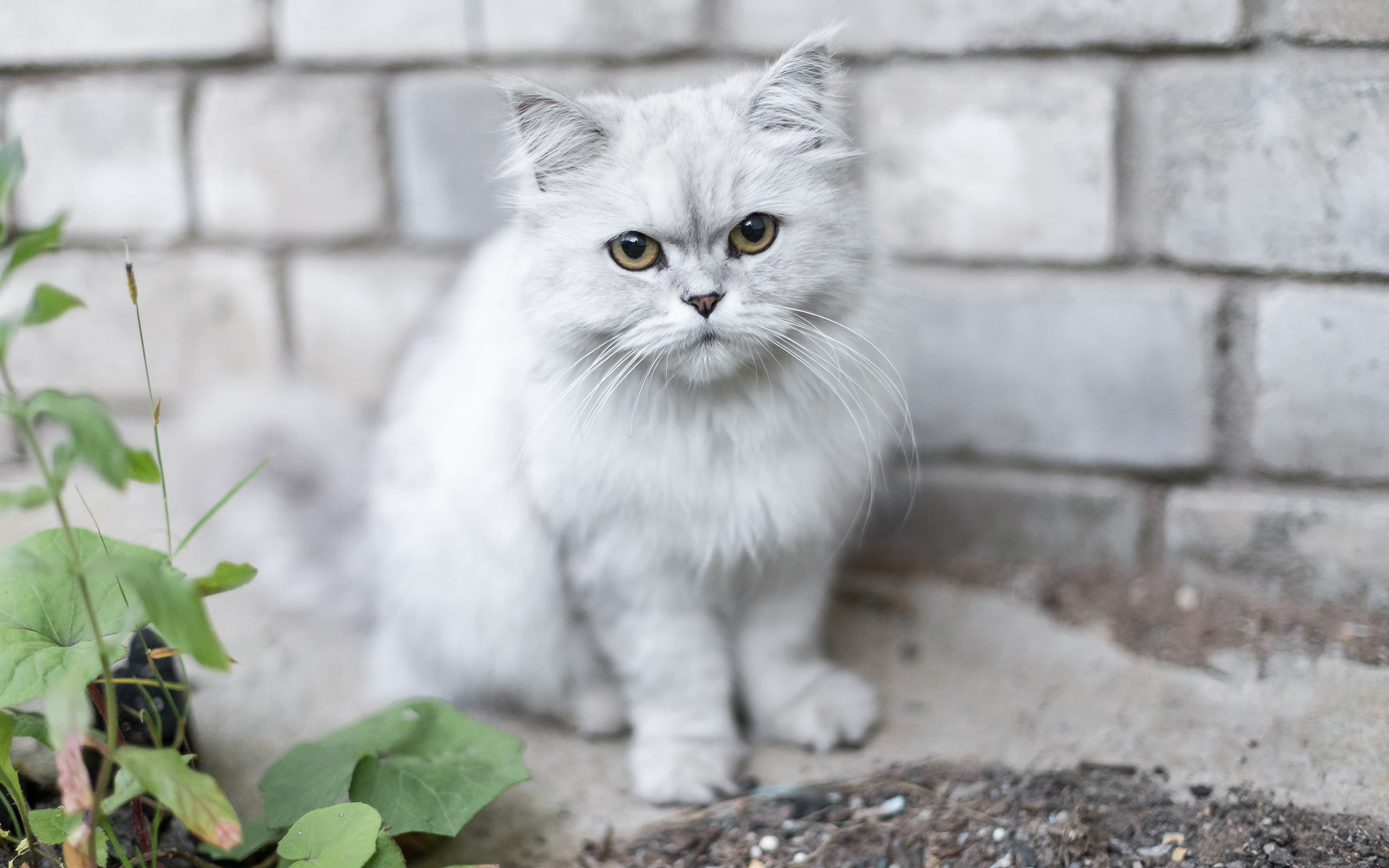 persian, kitten, animals, hd, white, cat, 2K, HD Wallpaper