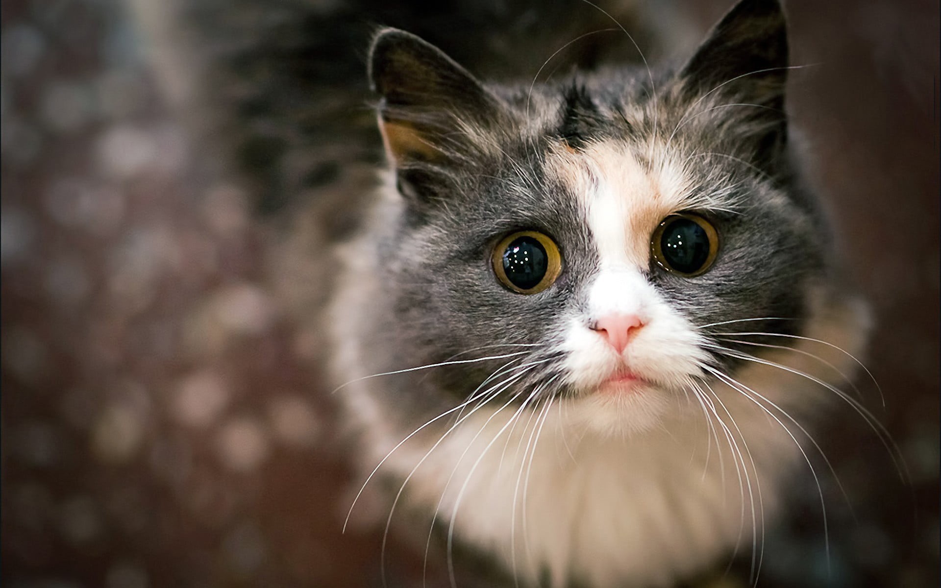 animal, domestic cat, animal eye, looking at camera, hair, gray, white, domestic, cat, portrait, feline, domestic animals, whisker, animal head, 1080P, HD Wallpaper