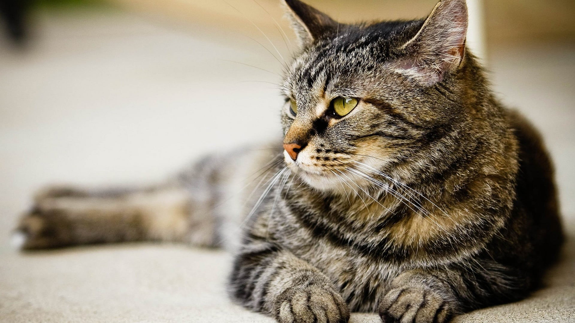 tiger cat, domestic cat, portrait, adorable, look, pet, fluffy, furry, face, nose, sitting, grey, curiosity, animal themes, focus on foreground, soft, eyes, HD Wallpaper