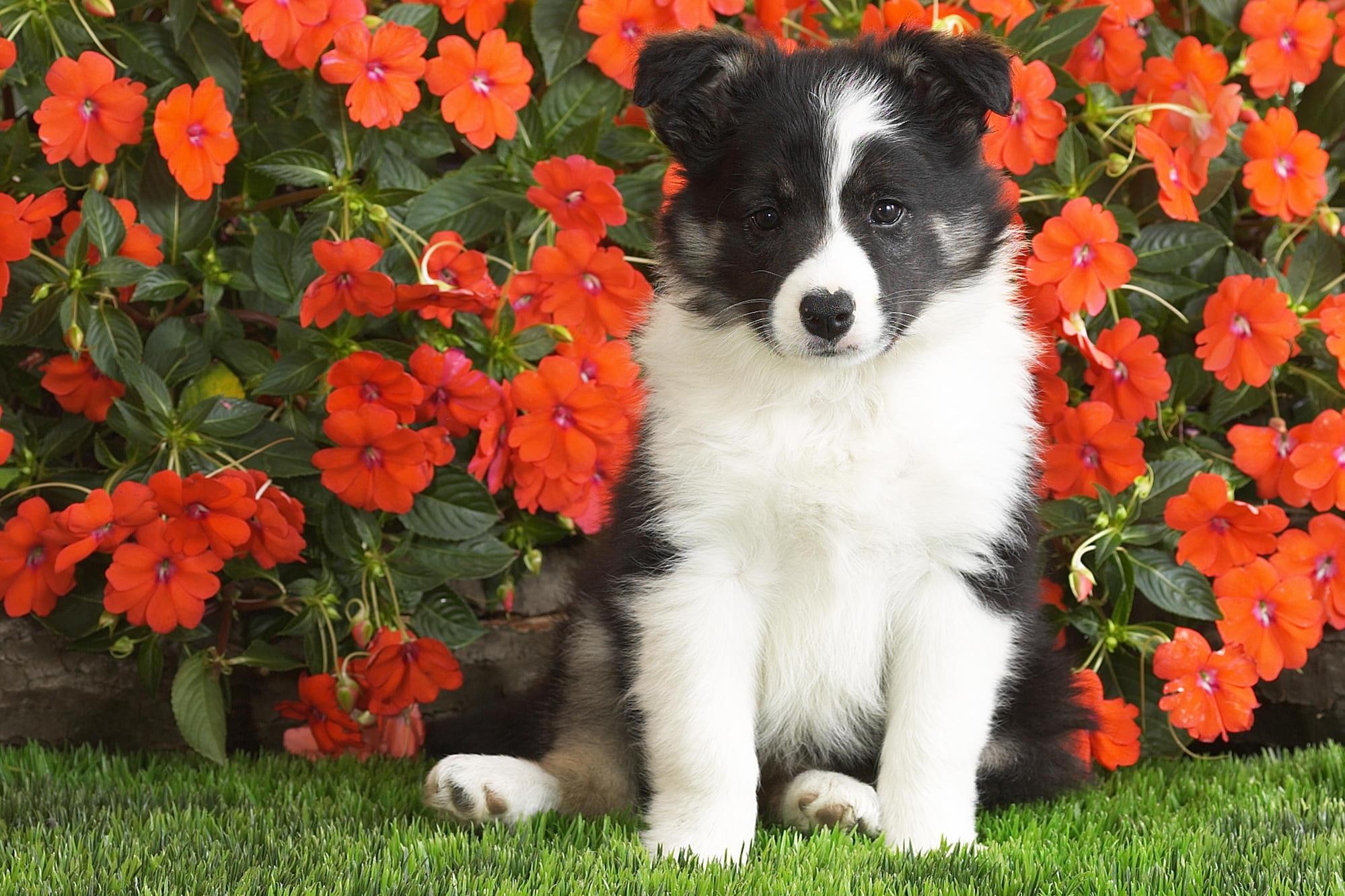 animals, sheepdog, shetl, 1080P, shetland sheepdog puppy, flea motel, puppy, HD Wallpaper