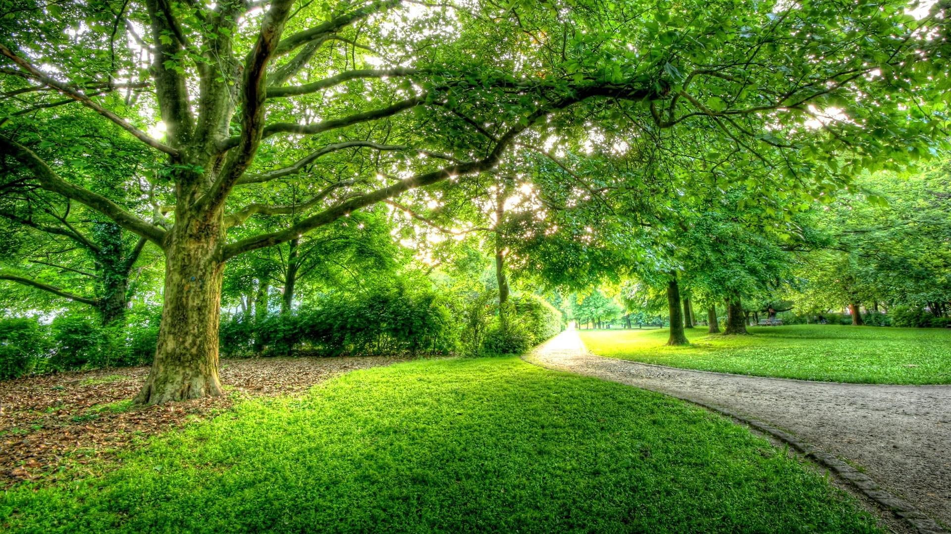 1080P, trees, high, berlin, park, roads, resolution, green, HD Wallpaper