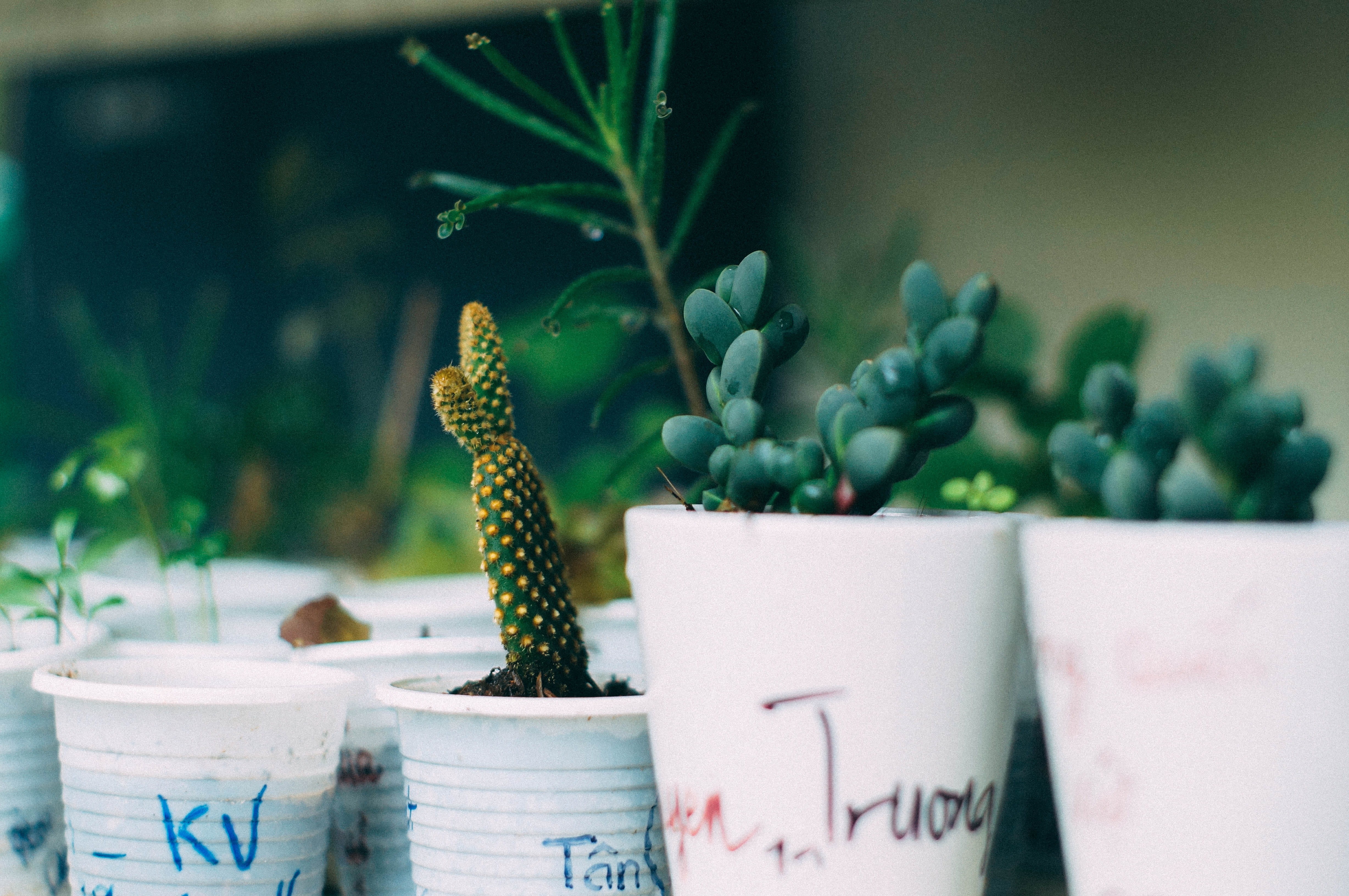 4K, healthy eating, wellbeing, food and drink, focus on foreground, da lat, day, text, dalat, travel, container, selective focus, plant, food, vietnam, HD Wallpaper