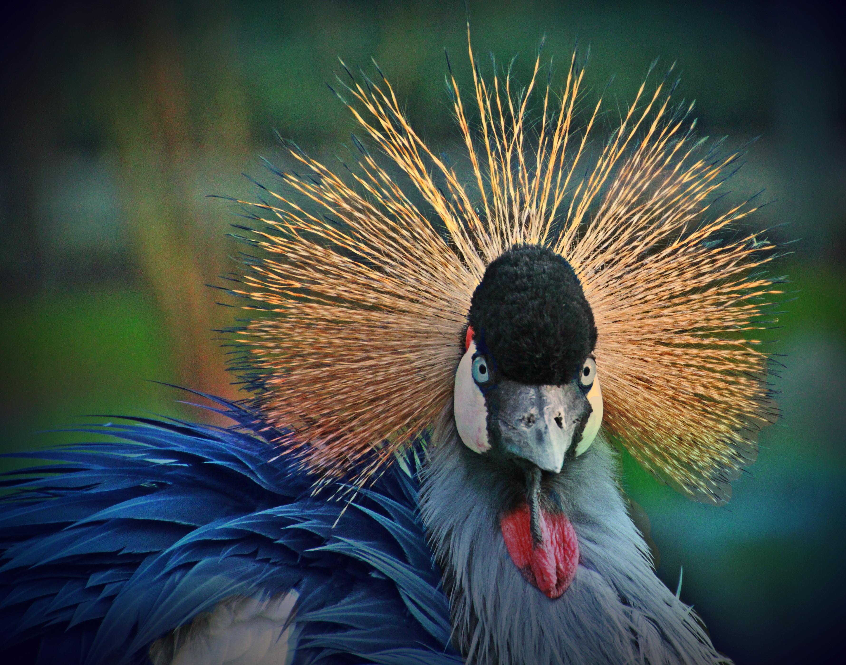 animal themes, colorful feathers, blue eye, no people, plumage, animal wildlife, one animal, animal body part, animal world, beauty in nature, head, portrait, HD Wallpaper