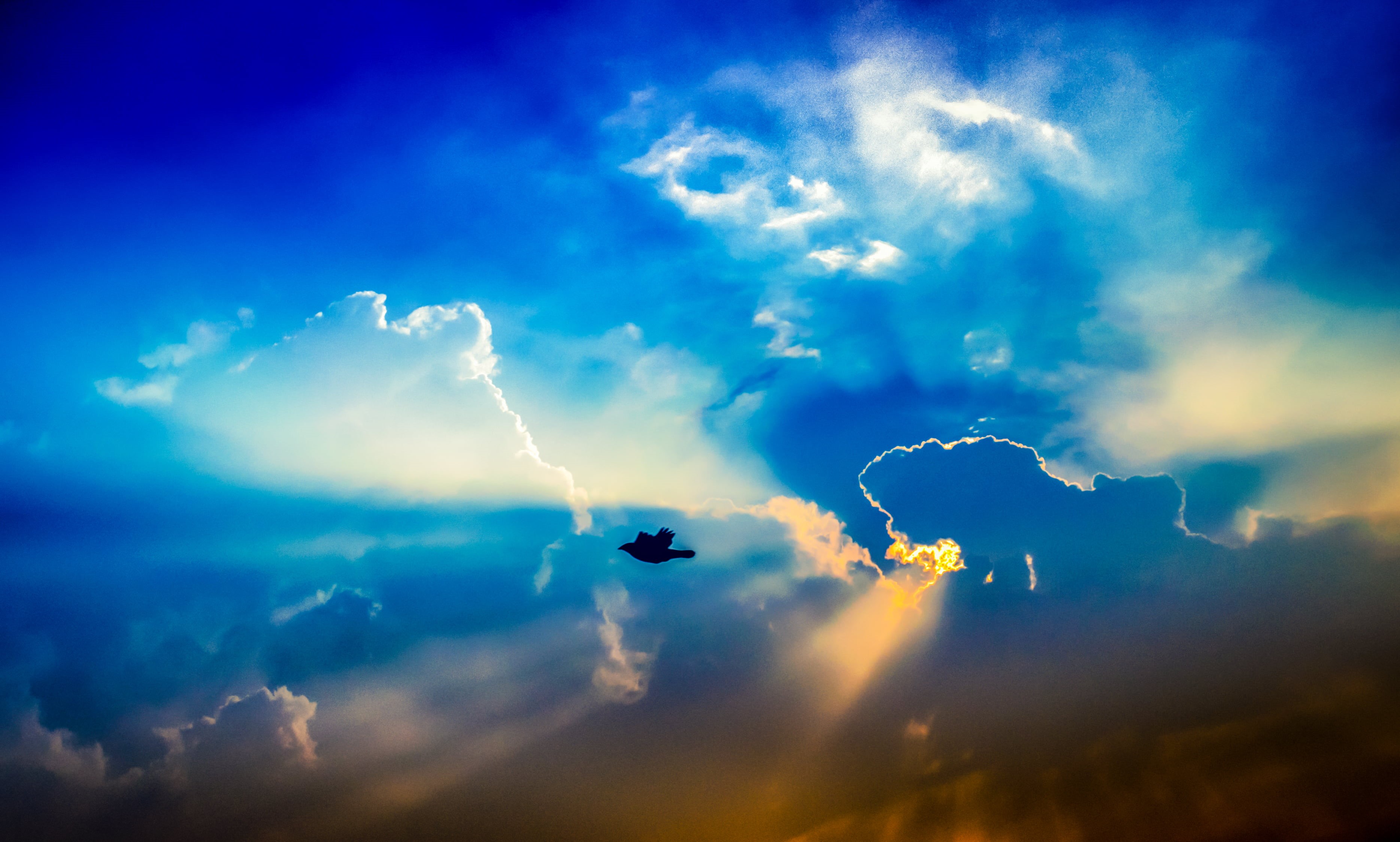lonely, sunset, glow, sky, cloudscape, sunny, fly, wings, pure, summer, bird, windy, flight, happy, hope, sun, air, silhouette, white, animal, winds, skies, HD Wallpaper