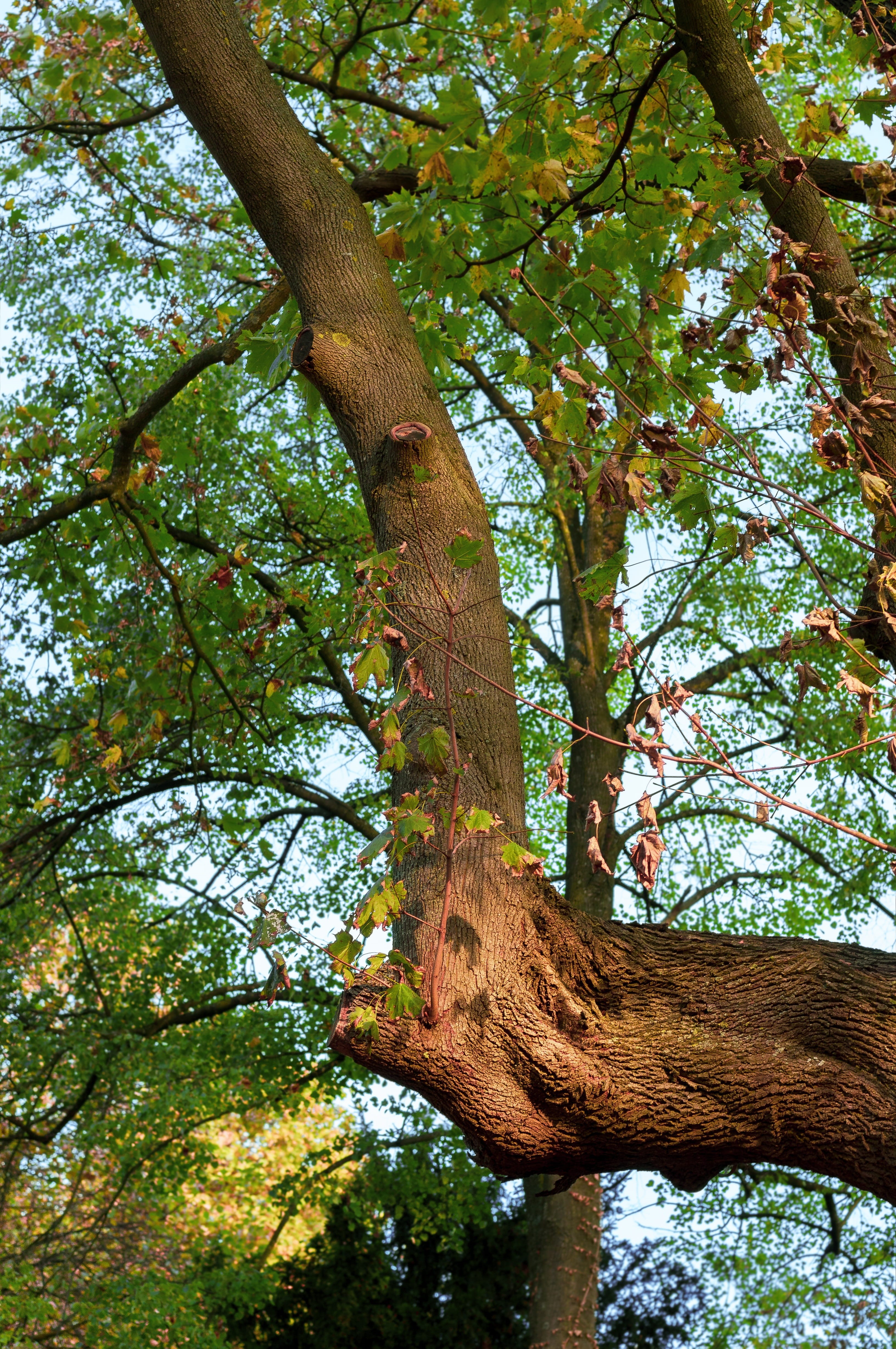 animal wildlife, one animal, tree, animal themes, maple, beauty in nature, tree bark, sunlight, no people, bark, branch, unusual, tree trunk, nature, outdoors, Phone HD Wallpaper