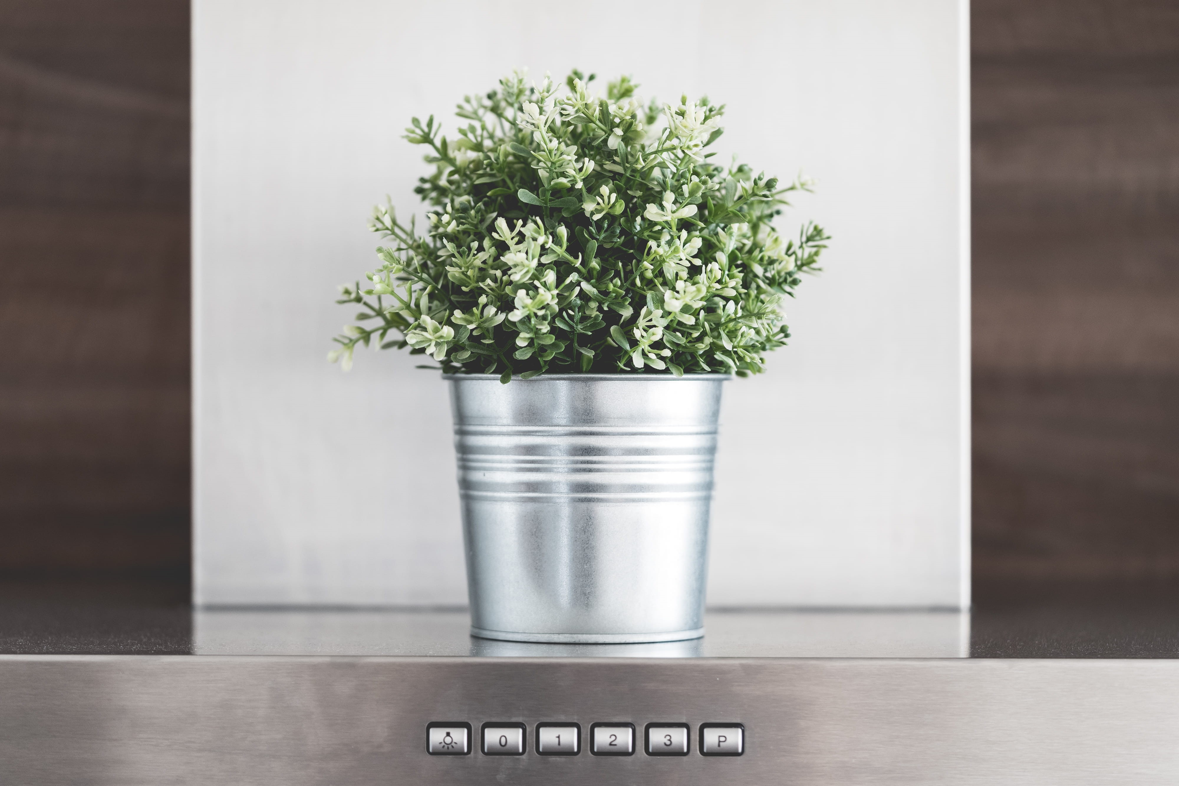 green color, western script, growth, house, home design, close-up, studio, design, plant, metal, stainless steel, domestic Room, table, minimalism, flowers, HD Wallpaper