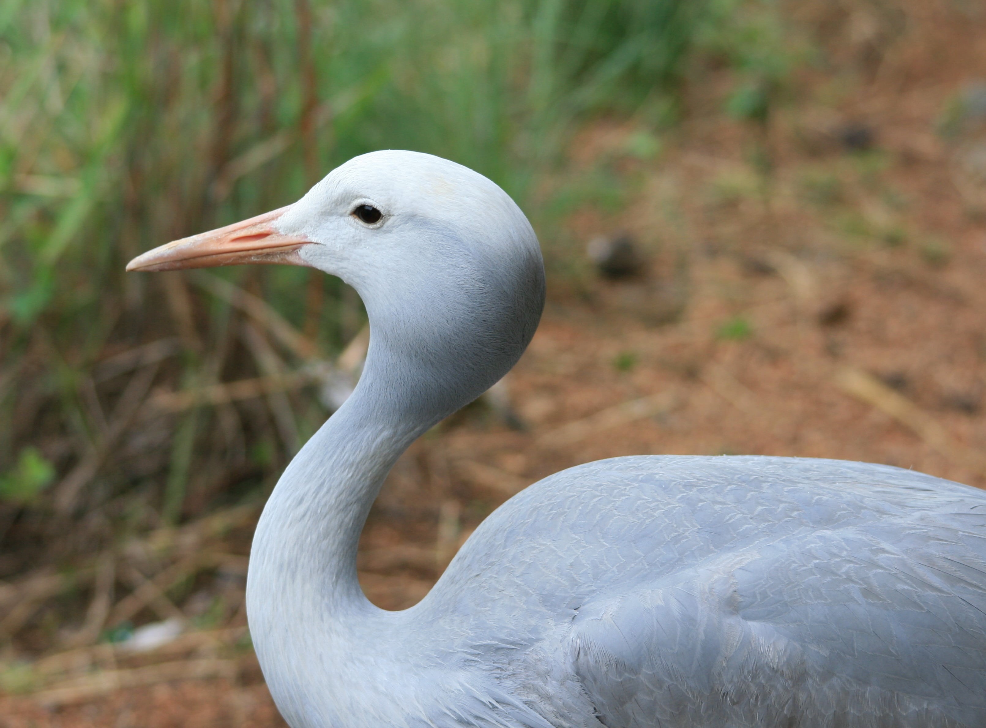 animals in the wild, animal wildlife, streamlined, mammal, wilderness, focus on foreground, fly, blue crane bird, water, animal neck, majestic, avian, animal, HD Wallpaper