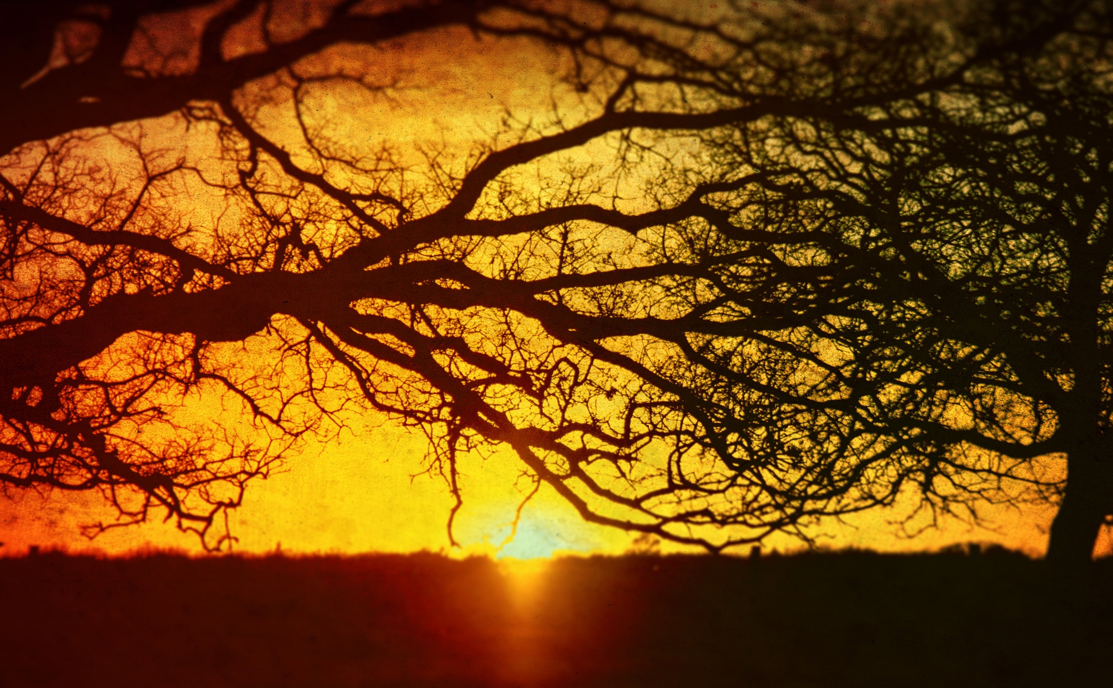 bare tree, plant, outdoors, tranquil scene, Vintage, Nature, Silhouettes, intertwined, sky, change, tree, United, orange color, silhouette, environment, HD Wallpaper