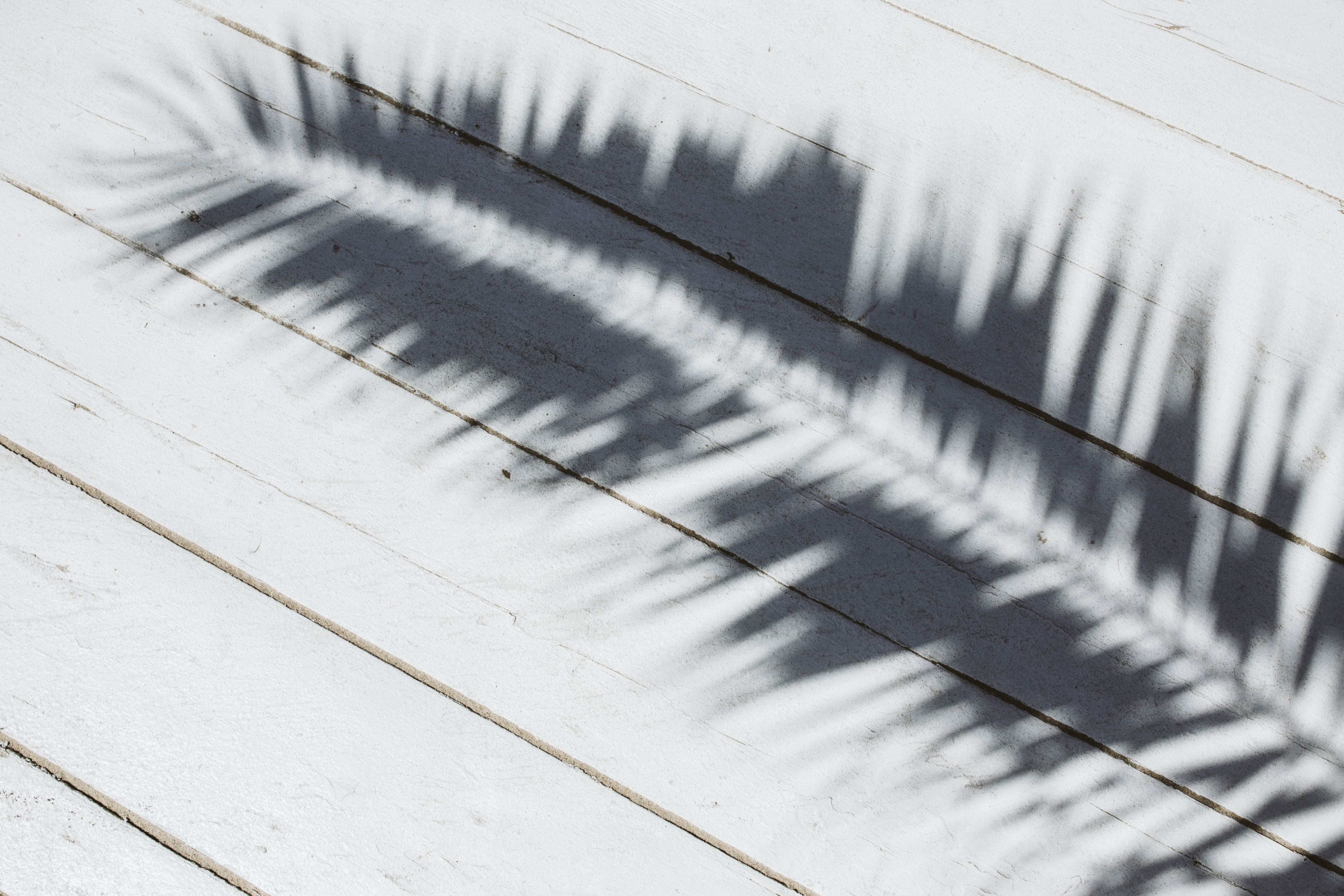 no people, close-up, built structure, snow, indoors, nature, leaves, shadow, metal, wall - building feature, architecture, pattern, sago palm, palm, backgrounds, HD Wallpaper