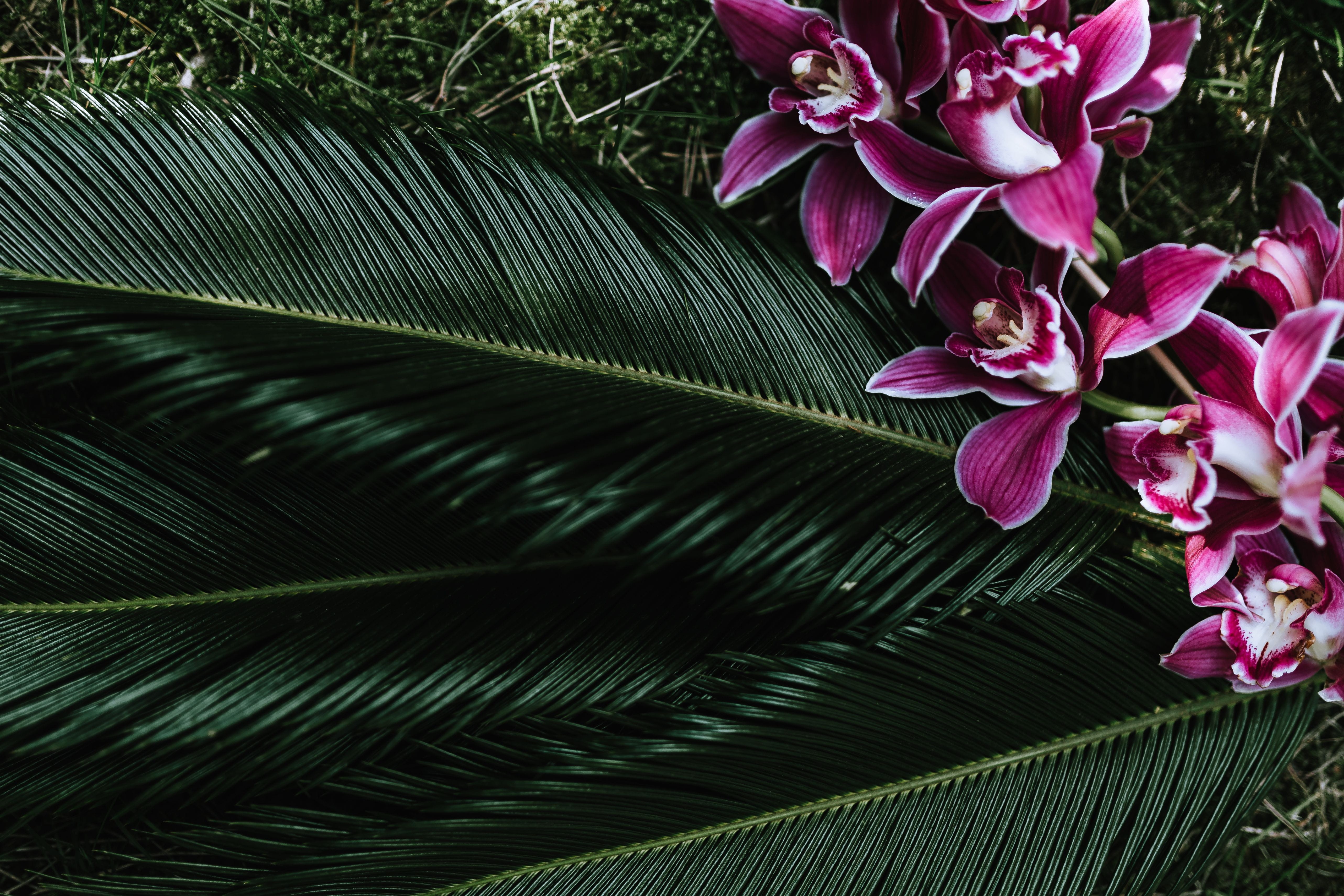 nature, king sago, outdoors, vulnerability, sago, plant, plant part, backgrounds, freshness, growth, green color, flowering plant, orchid, Cycas revoluta, HD Wallpaper