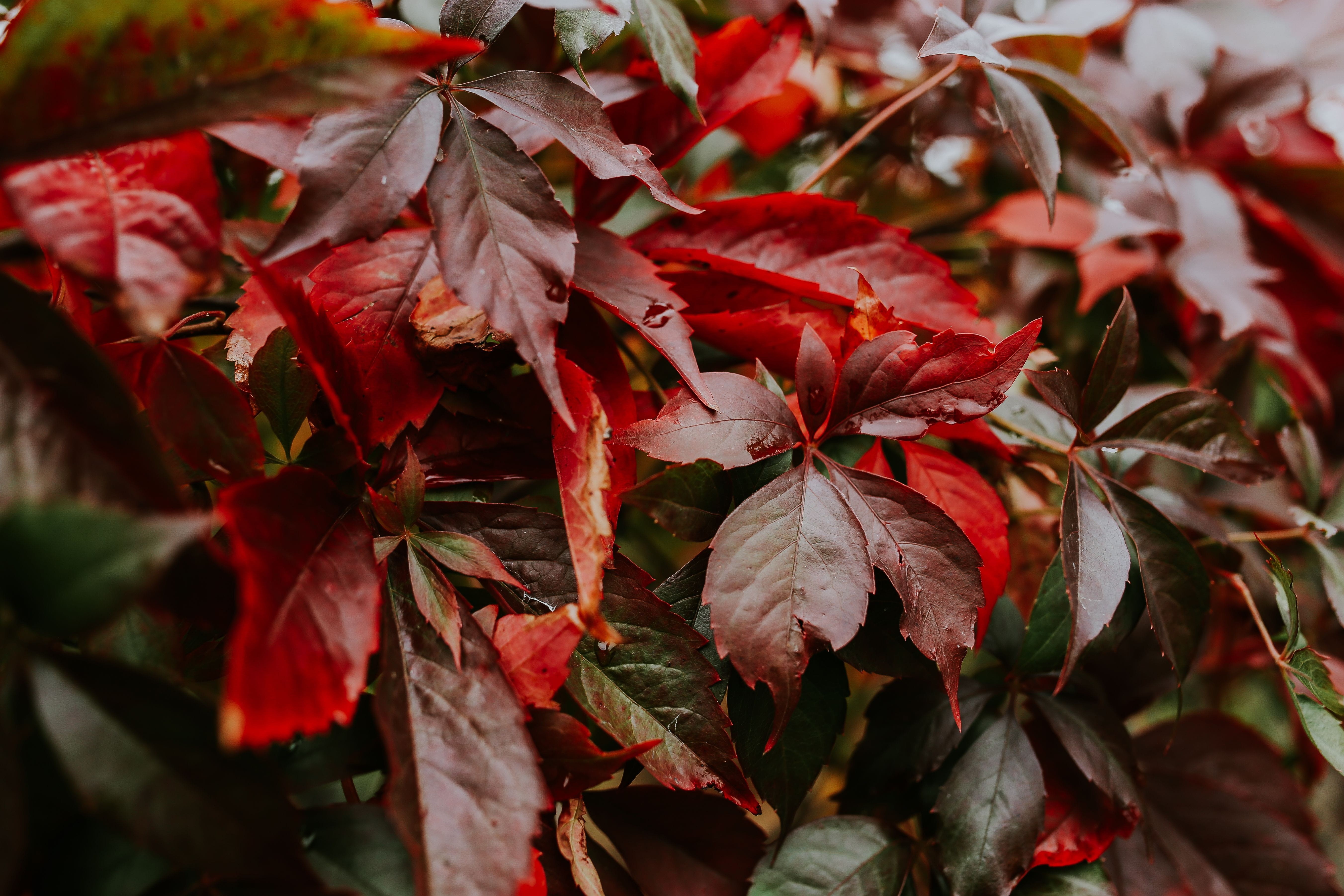 season, flora, trees, plant part, change, ups, leaf, nature, fragility, no people, day, fruit, close-up, outdoors, full frame, closeup, spring, flowers, HD Wallpaper