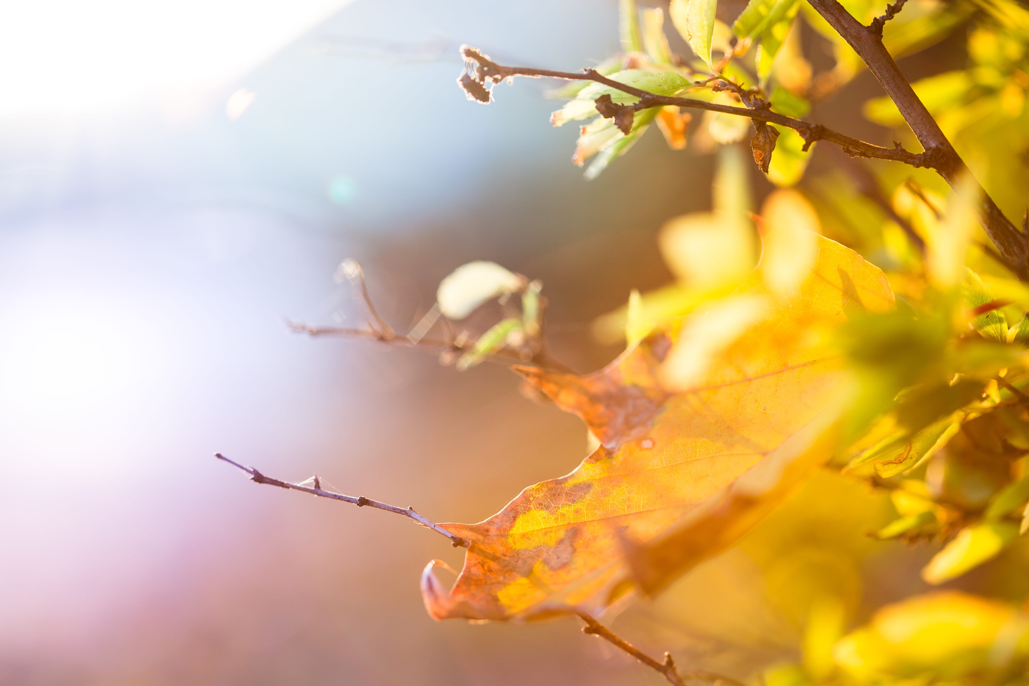 no People, growth, tree, tranquility, macro, abstract, day, nature, selective Focus, Colorful, autumn, environment, springtime, season, plant part, drop, HD Wallpaper