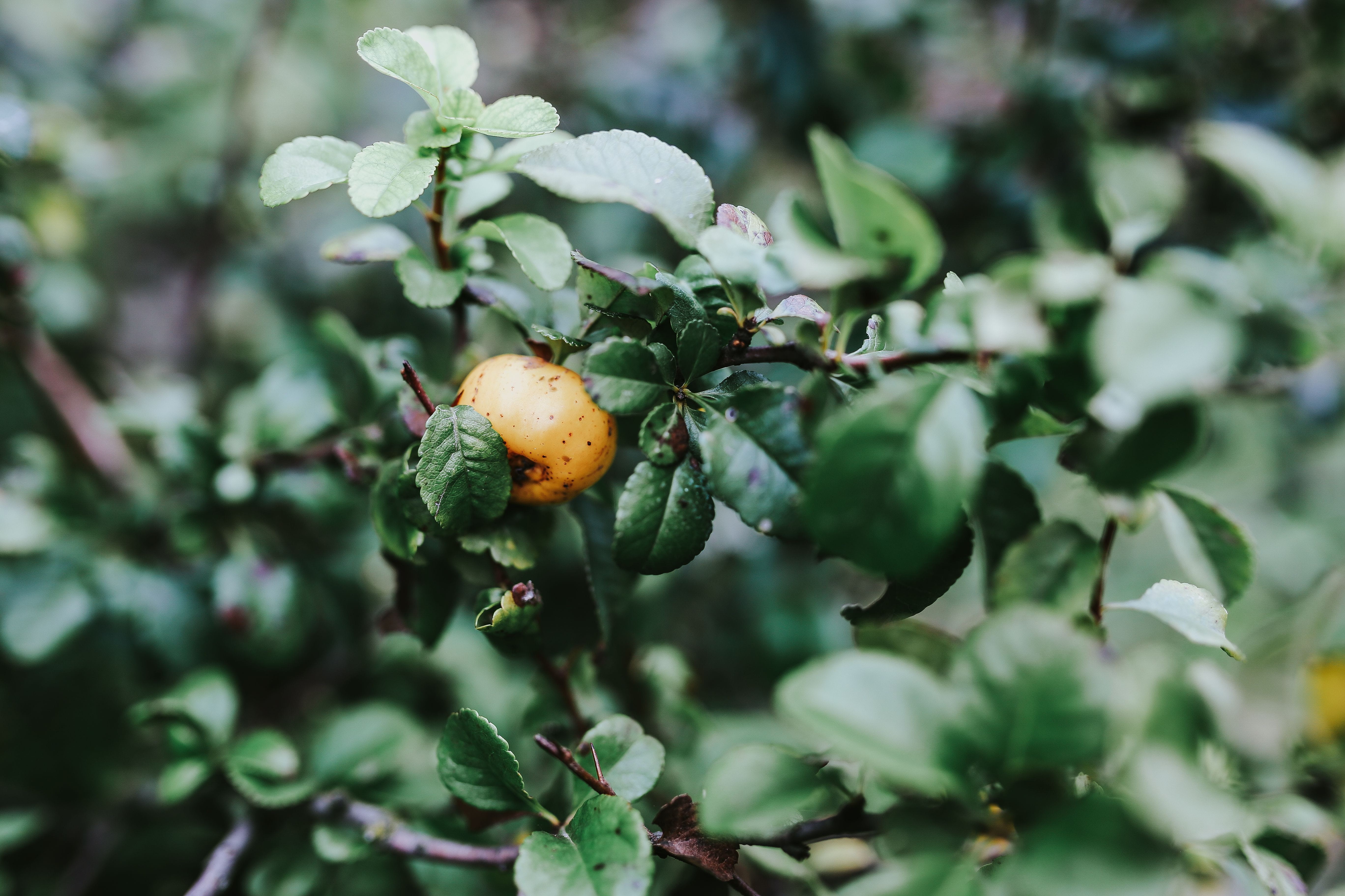 wellbeing, green Color, focus on foreground, healthy eating, 5K, freshness, organic, plant, Close-ups, no people, autumn, fruit, day, beauty in nature, HD Wallpaper