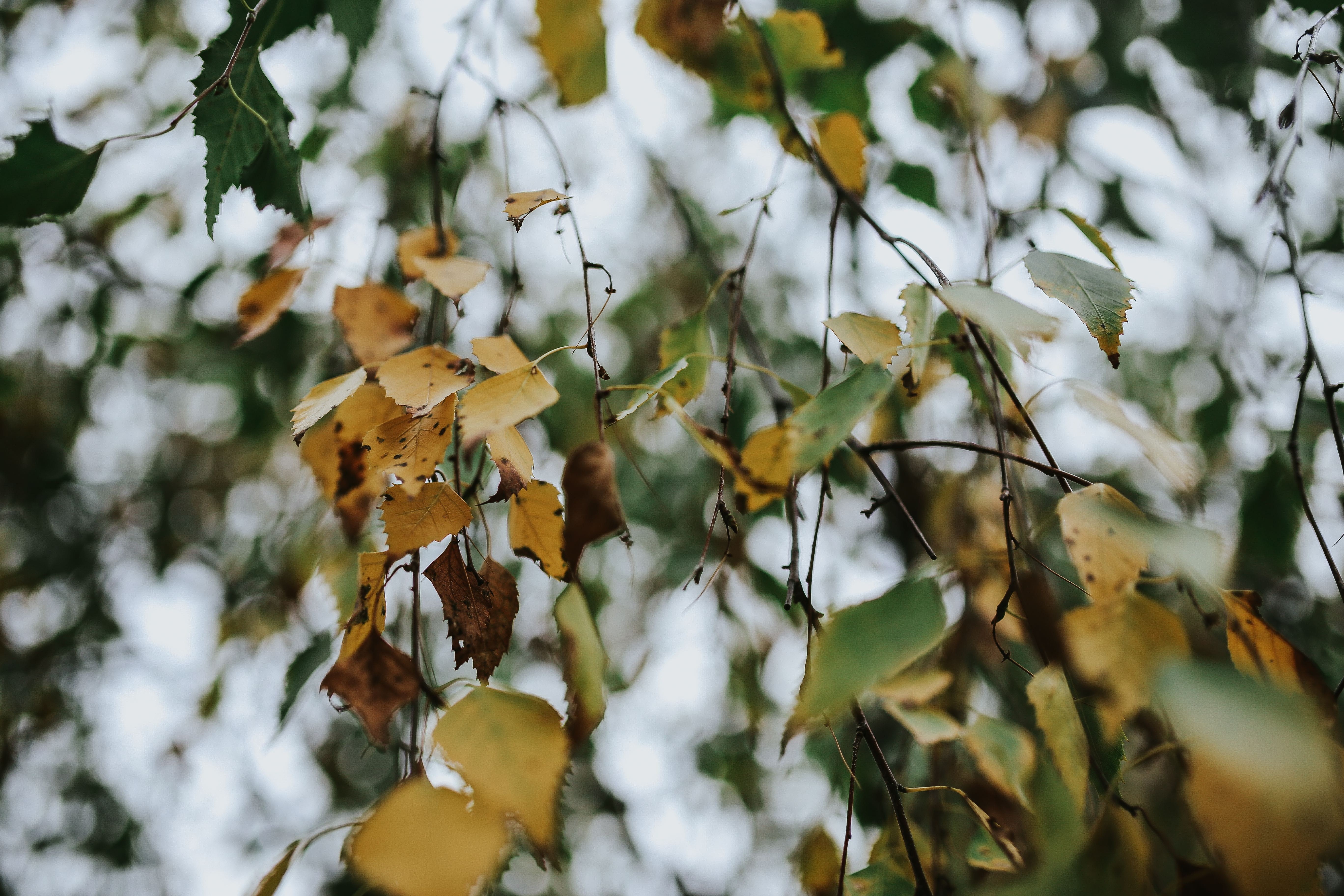 green, closeup, flower, plant part, plant, ups, forest, nature, no People, backgrounds, season, autumn, Close-ups, close-up, fragility, outdoors, flowering plant, HD Wallpaper