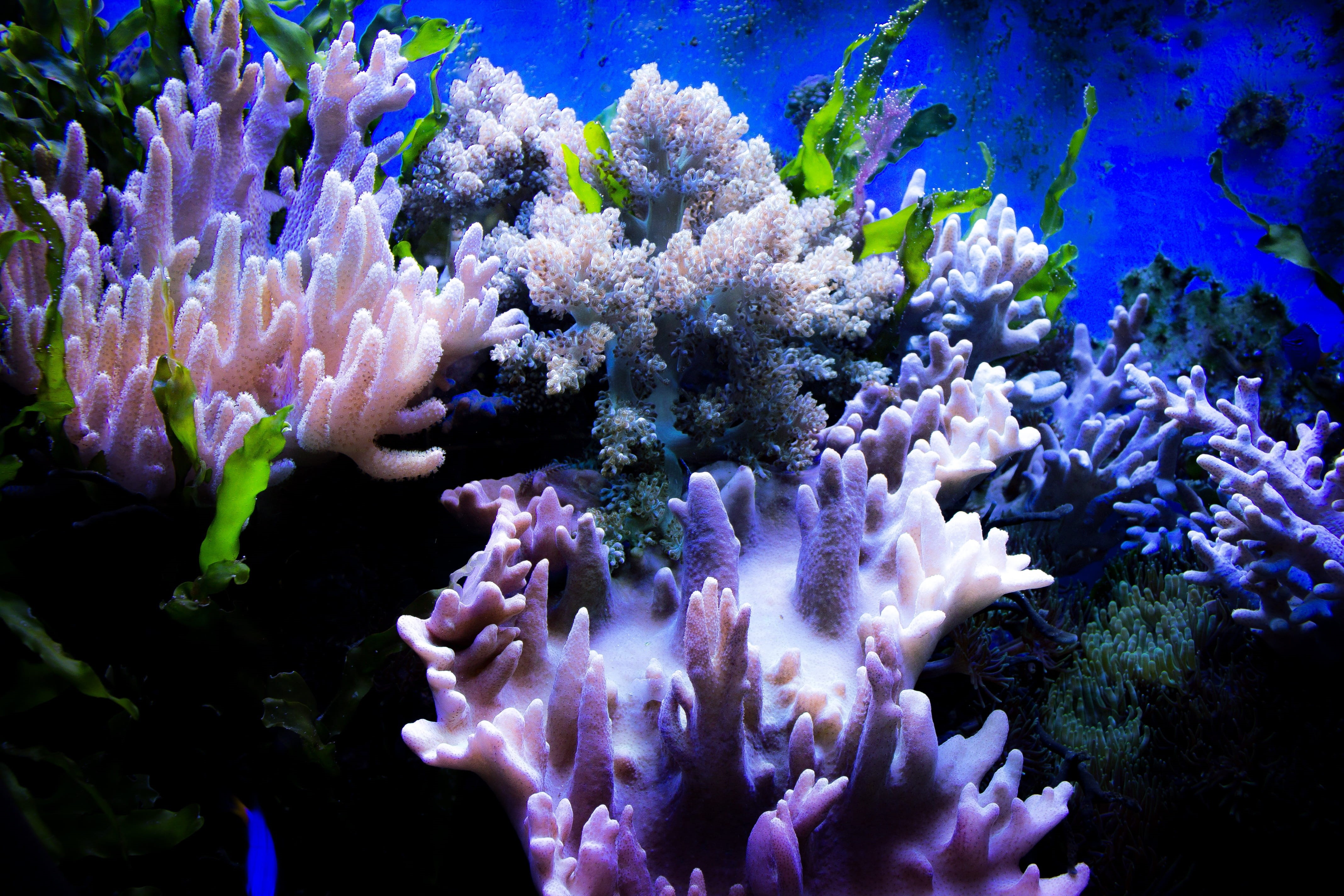mollusk, underwater world, purple, indoors, close-up, fish, sea, beauty in nature, sea Life, water, Aquarium, blue, animals in the wild, underwater, Coral, HD Wallpaper