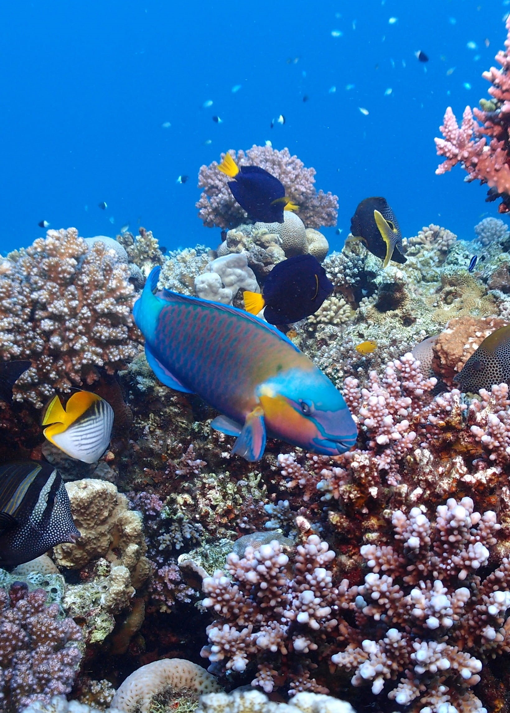 underwater world, sea, egypt, sea life, group of animals, invertebrate, nature, no people, assorted, diving, animal themes, undersea, animal, beauty in nature, Phone HD Wallpaper