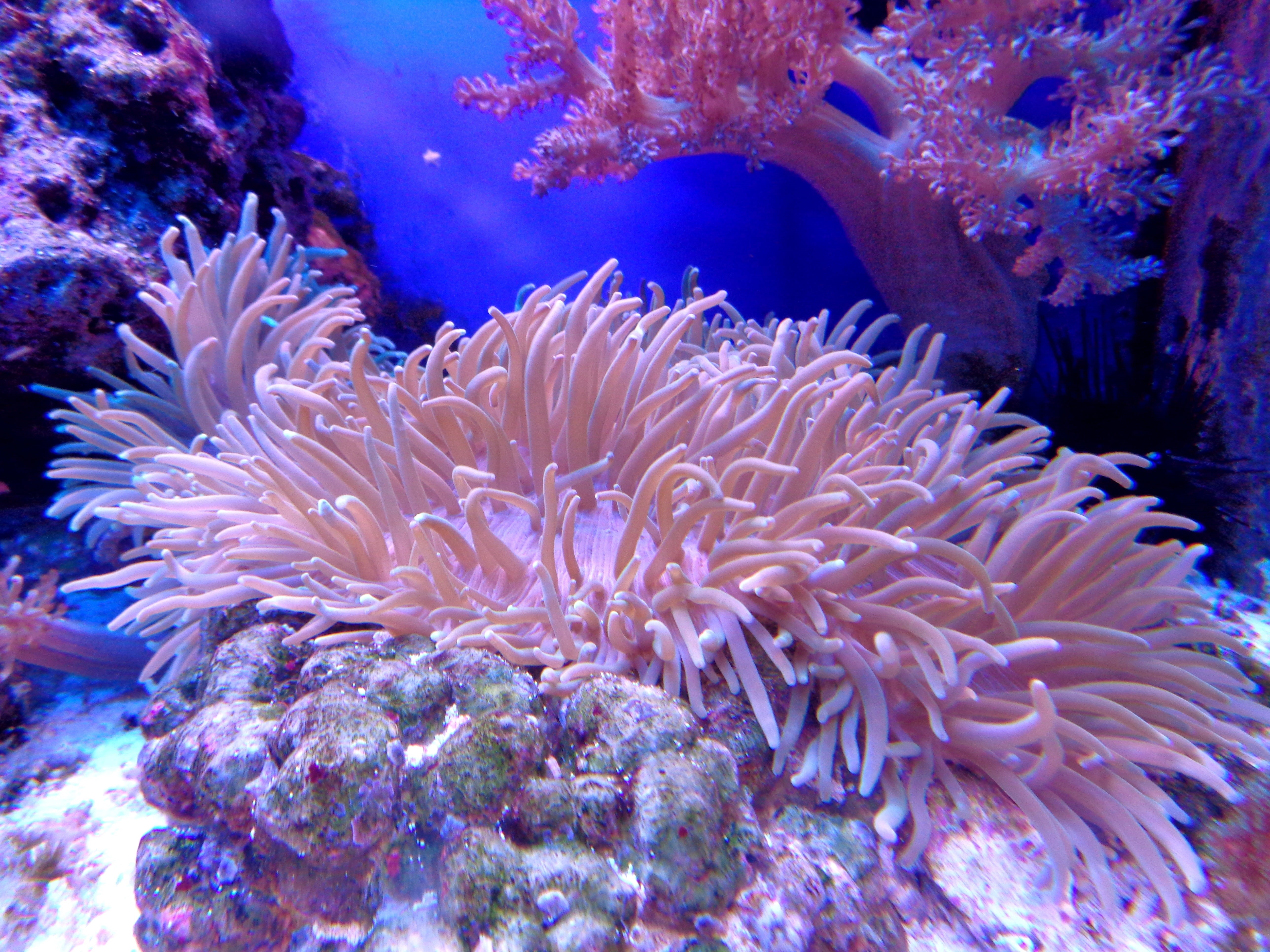 nature, animal wildlife, flora, undersea, blue, anemone, group of animals, aquarium, sea Life, animal themes, water, invertebrate, beauty in nature, wildlife, HD Wallpaper
